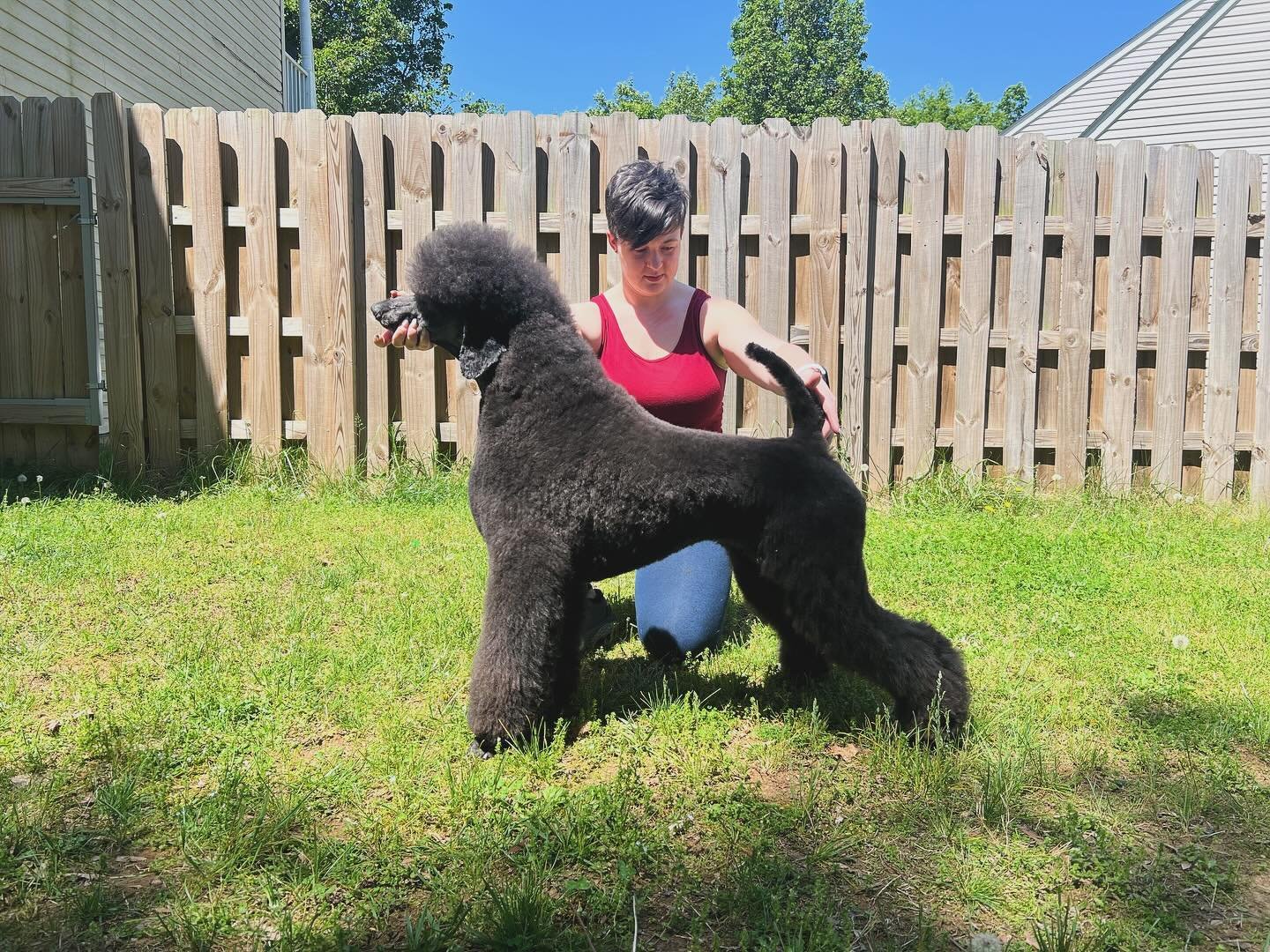 After a 4am start to the day I am now certified through the NDGAA for the non-sporting group and through AKC for curly coat. It&rsquo;s the first step in becoming a national certified master groomer 

#standardpoodle #poodle #ndgaa #nonsportinggroup 
