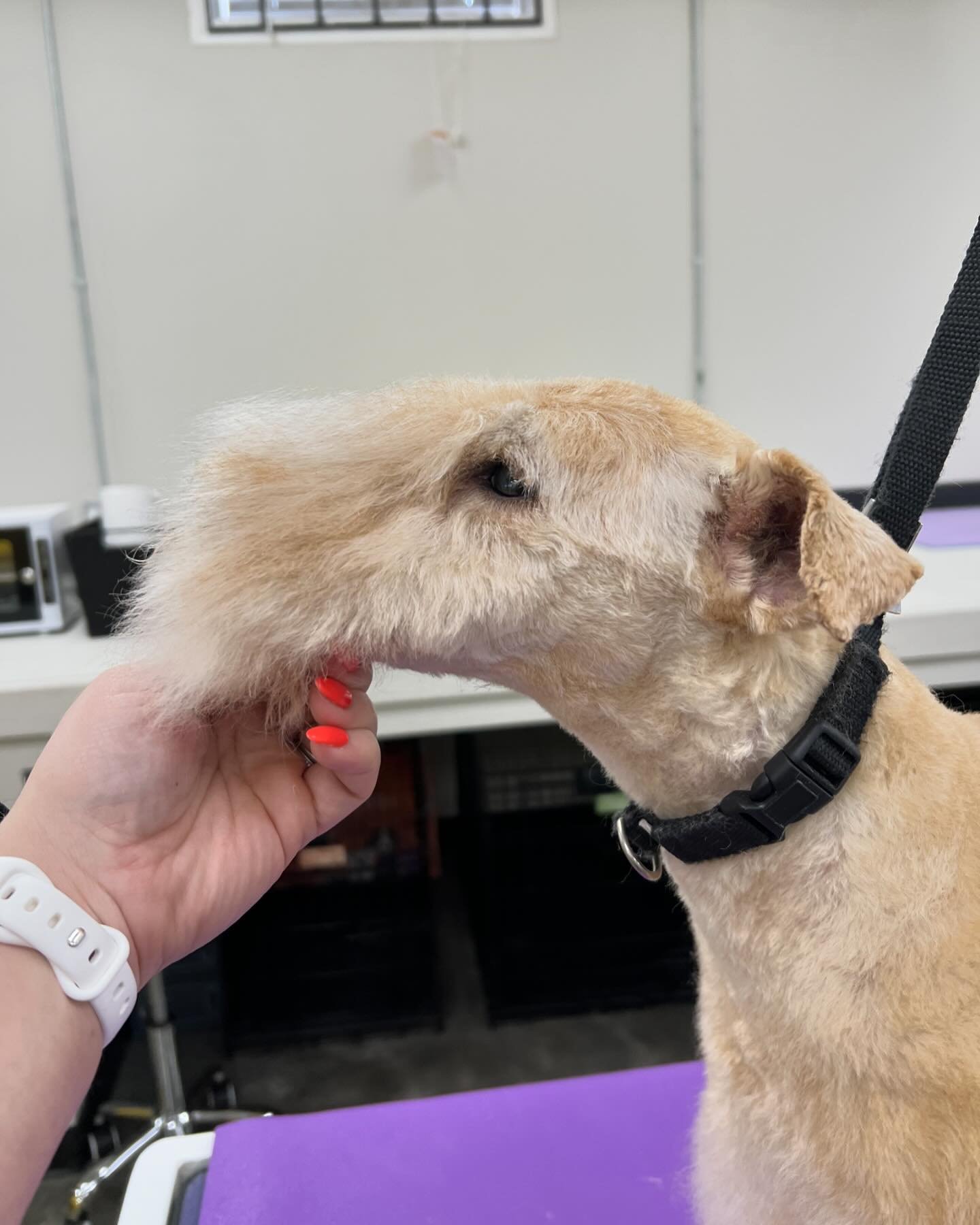 🌱Terriers&hellip;

🌱practice makes perfect, it&rsquo;s so satisfying when a head starts coming together. 

#lakelandterrier #terrier #breedstandard #goodboy #practicemakesperfect #foreverlearning #clt #704 #akc #doggrooming #dogsofcharlotte #charlo