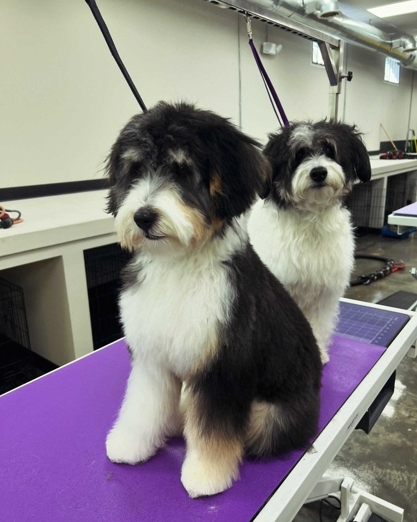 I love these two 😍 they are also very close so luckily a big table and two smaller dogs means they can get groomed together. 

#dogfriendlyclt #704 #clt #swissdoodle #siblings #siblinglove #bonded #doggrooming #doodle #doodlesofcharlotte #summertime