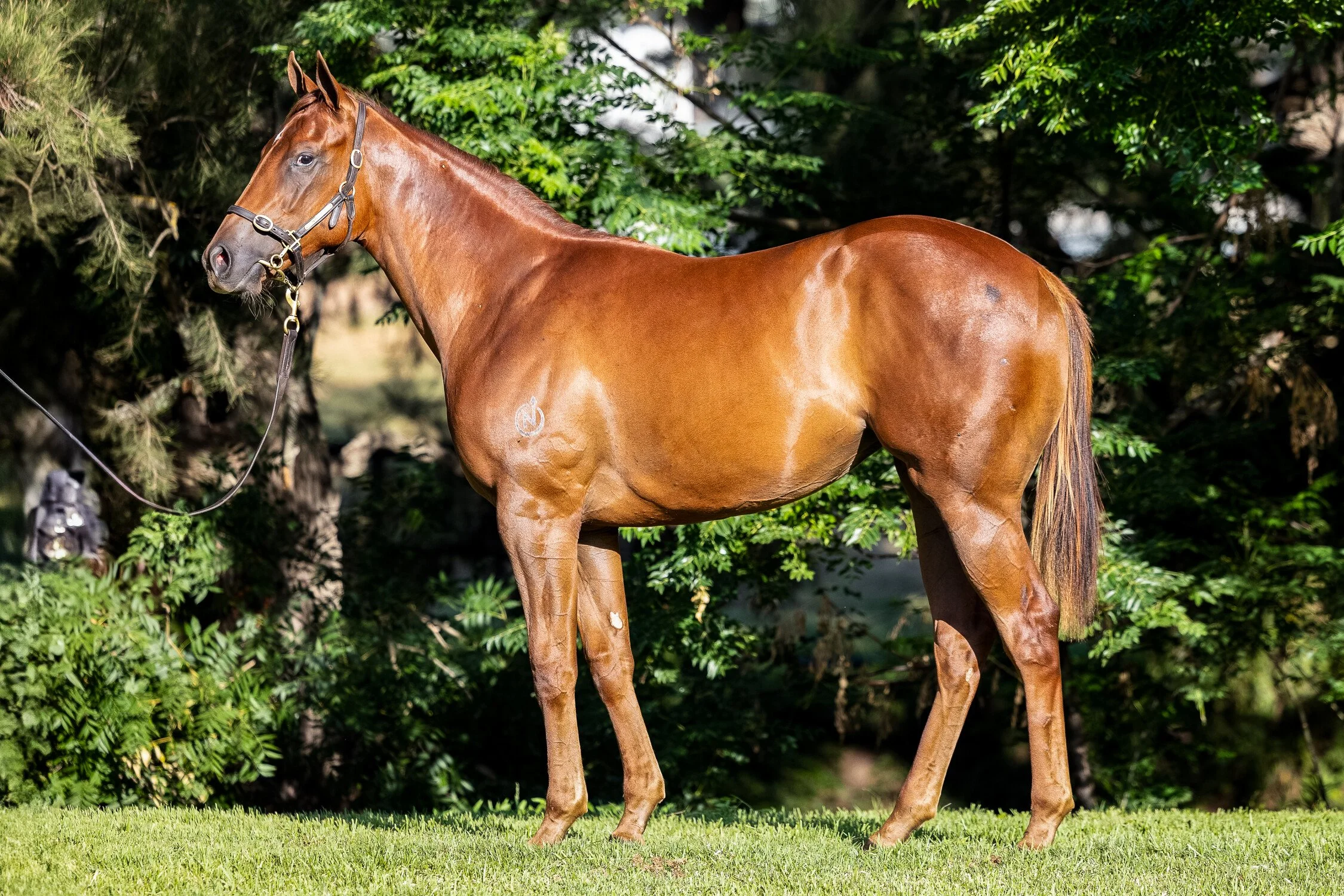 A brown horse standing on grass with green trees in the background.