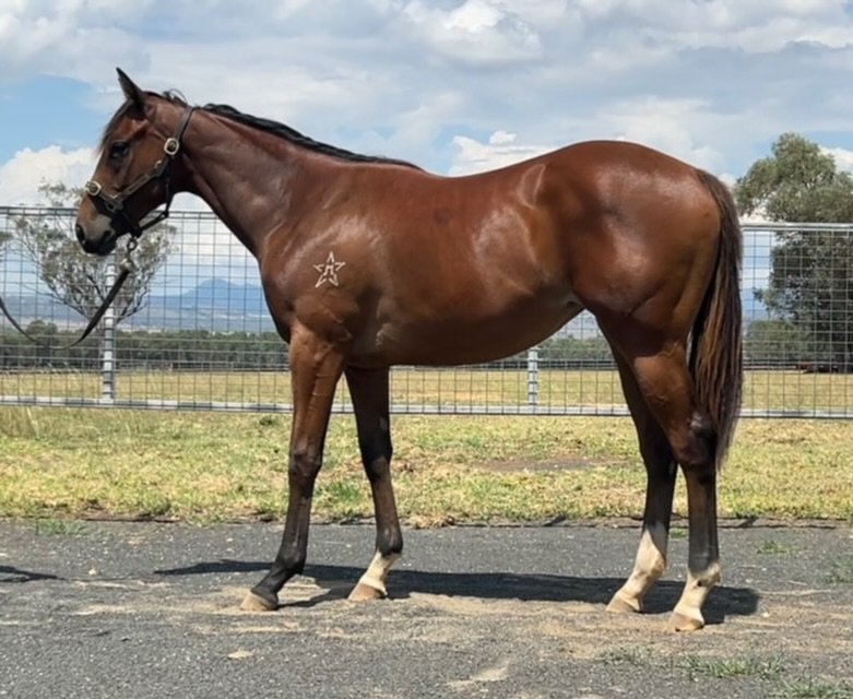 Shalaa X Search The Stars to be trained by @kimwaughracing #TheThrillRacing #Syndication #TheThrill #HorseRacing