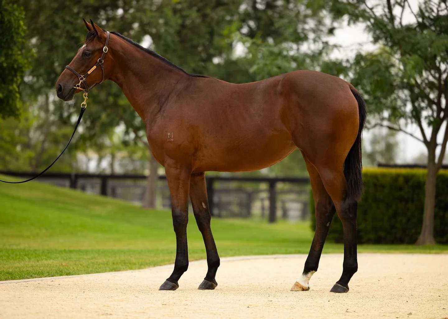 Toronado (IRE) X Seagrove to be trained by @matthew.c.smith_racing #TheThrillRacing #Syndicate #TheThrill #HorseRacing