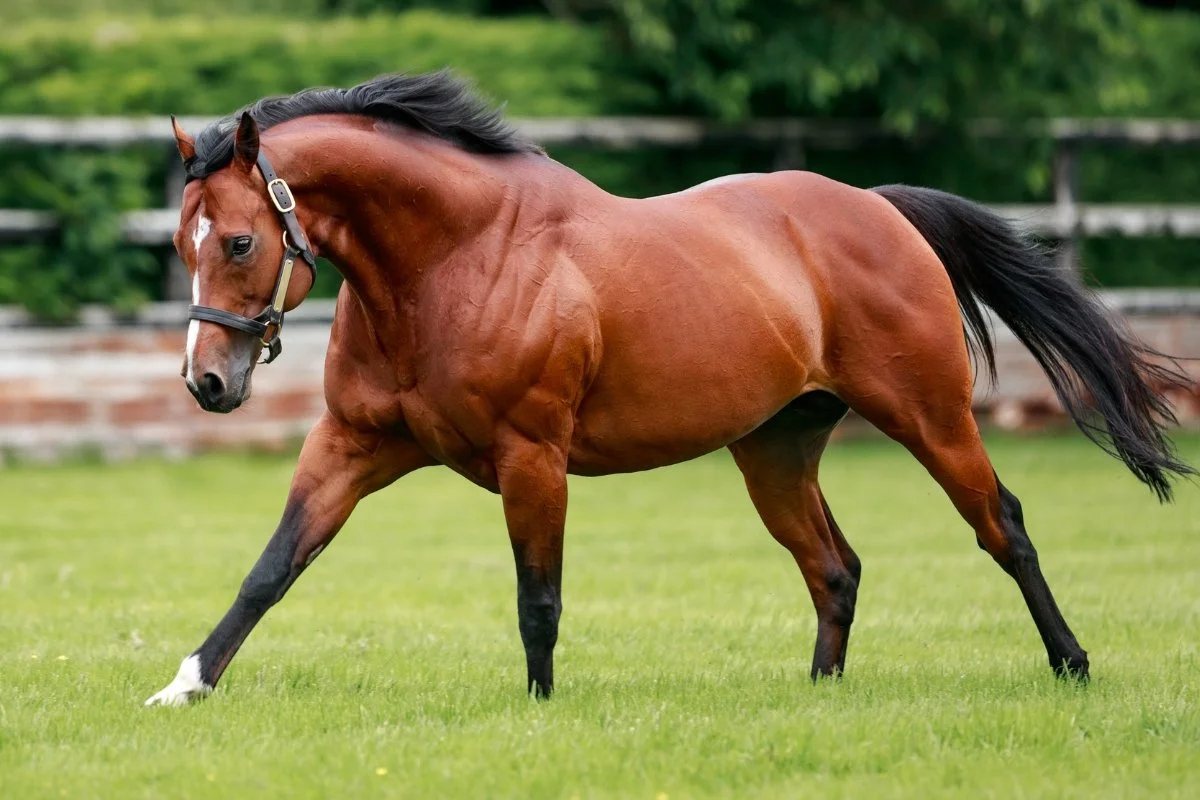 St Mark’s Basilica now an Aussie stakes winning sire