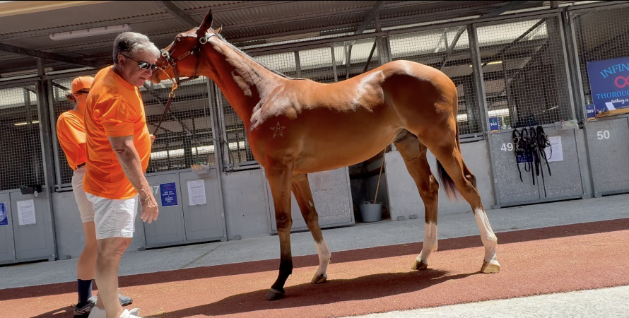 School’s In - Yearling Conformation 101