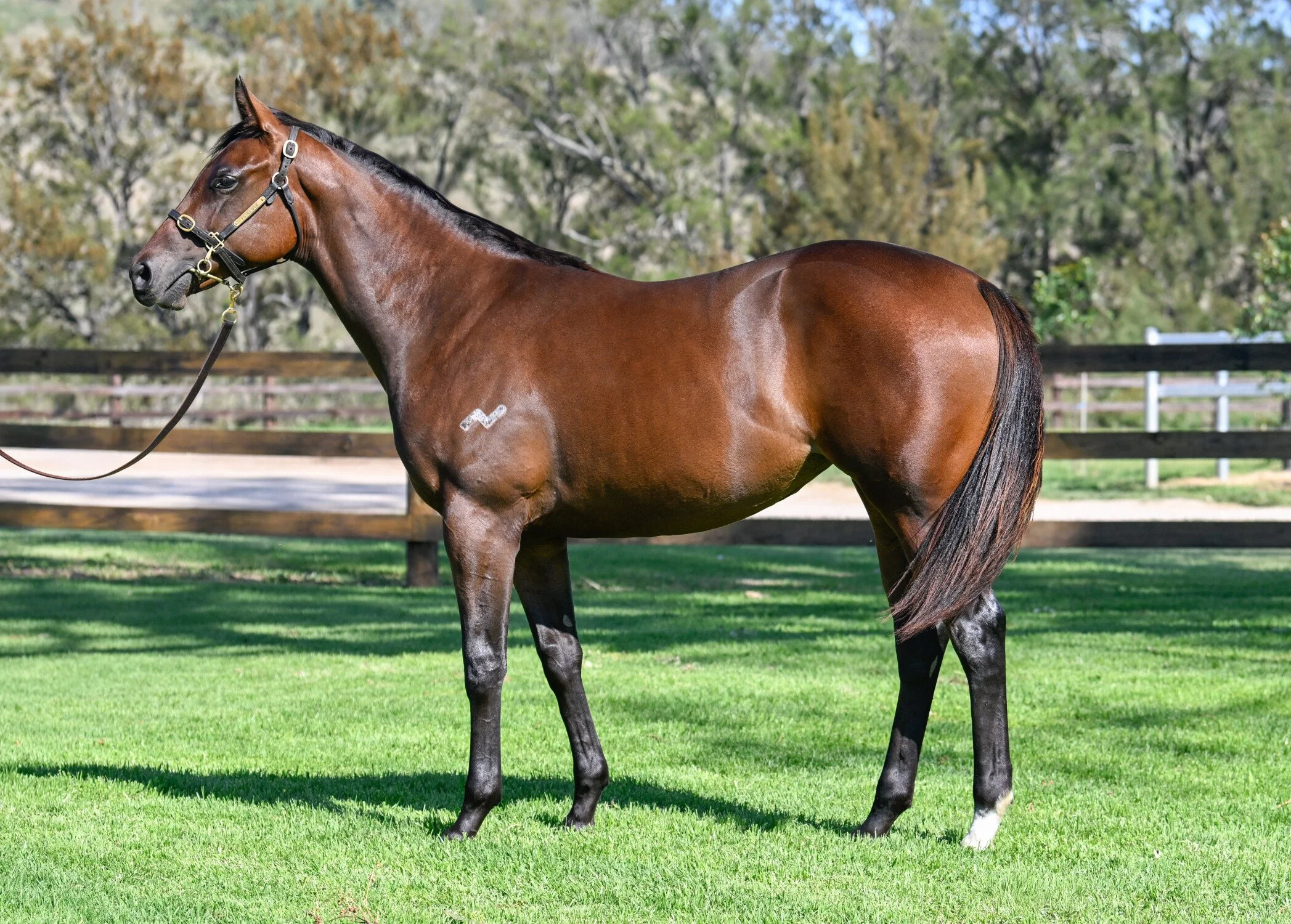 A brown horse standing on green grass with a wooden fence and trees in the background.