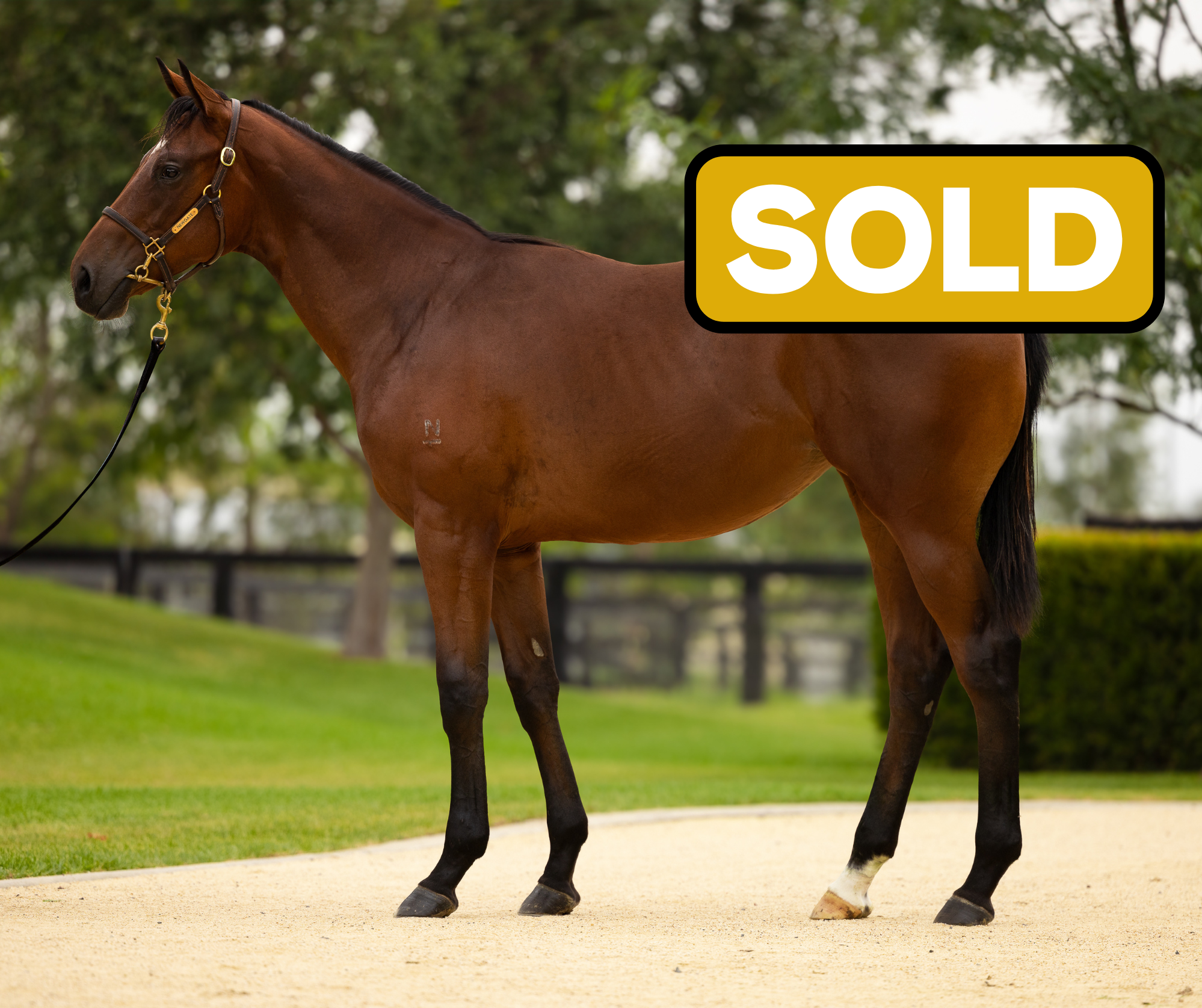 Copy of Copy of The 2024 Spring Carnival is less than a month away!.png