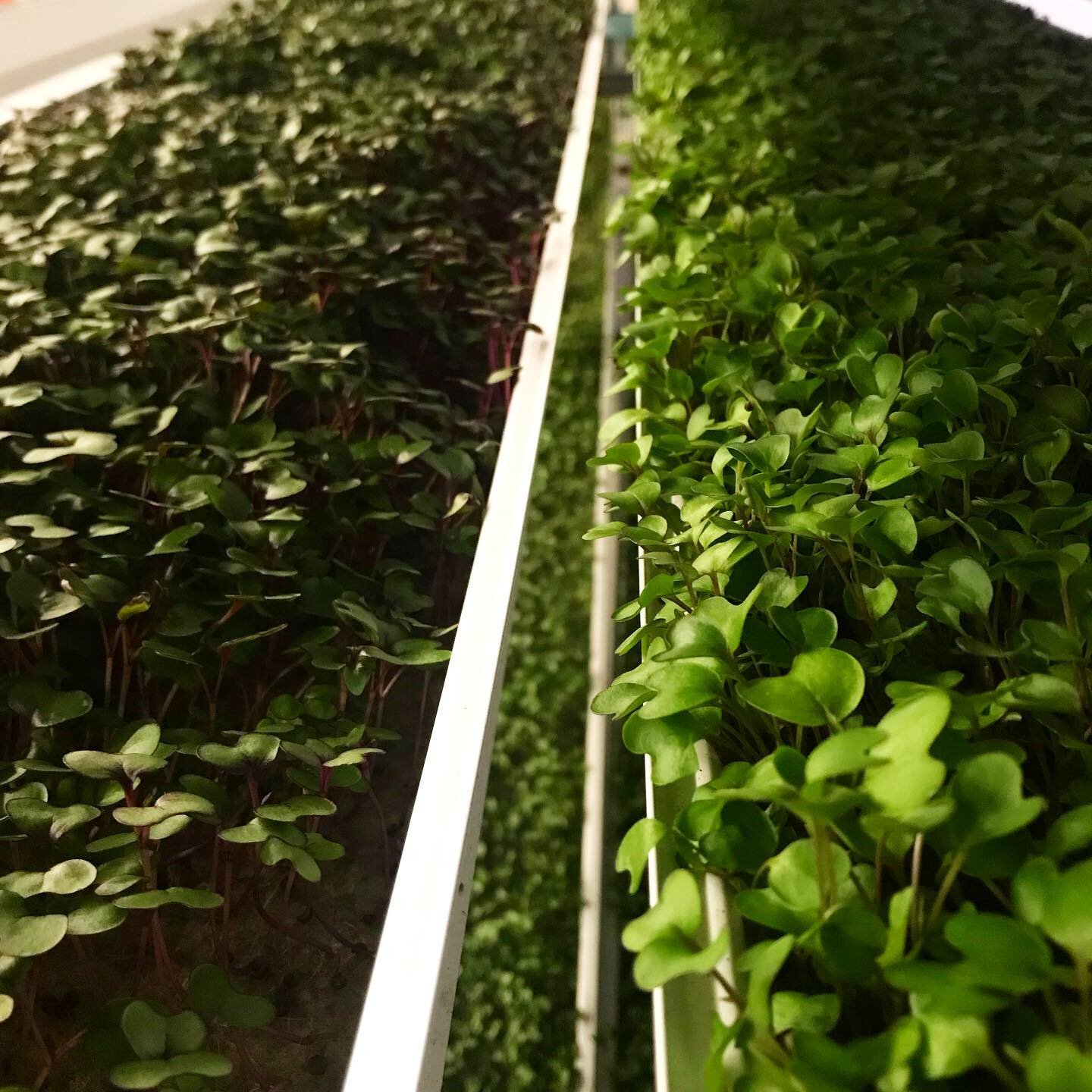 Hope everyone&rsquo;s off to a good start this weekend! This is a shot of our Red Cabbage (left) and Purple Kohlrobi (right) growing in our microgreen room. Because these crops have similar nutritional needs we are able to grow them in the same syste