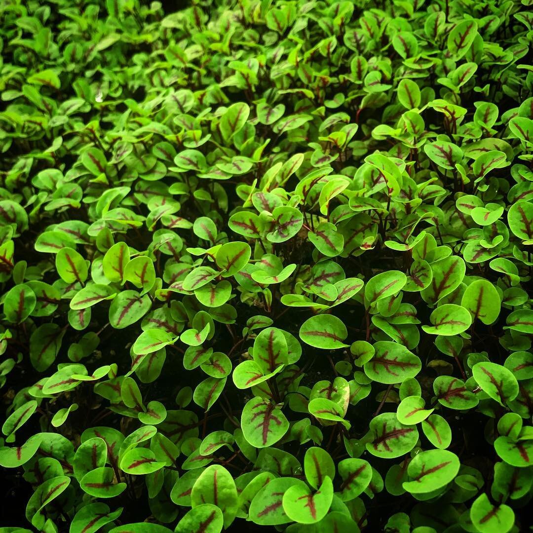 Red Vein Sorrel  #redveinsorrel #sorrel #microgreens #roka #rokafarms #urbanfarm #hydroponics #verticalfarming