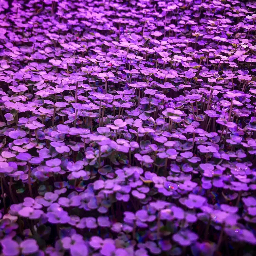Micro Arugula growing under led light. These consume about half the power of fluorescents and are a great way to start off our micros and seedlings.  #microgreens #led #leds #lighting #urbanfarm #urbanfarming #roka #rokagrown #verticalfarming #indian
