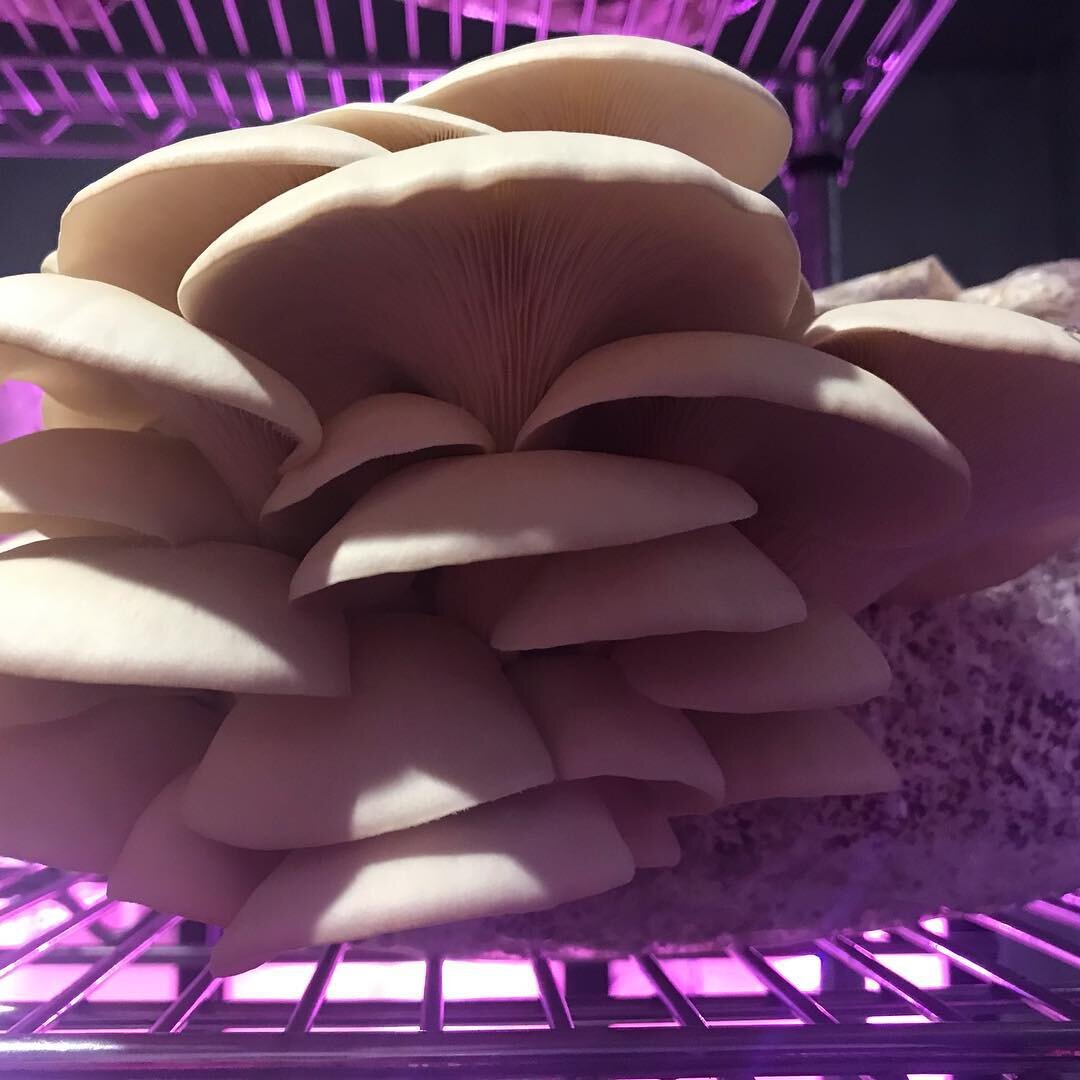 We have White Oyster mushrooms popping at Roka Farms. They are white oysters despite the pink tint grow lights from the rest of the farm!  All kinds of deliciousness growing at Roka!! #mushroomsindy #freshnessmatters #317 #freshmushrooms