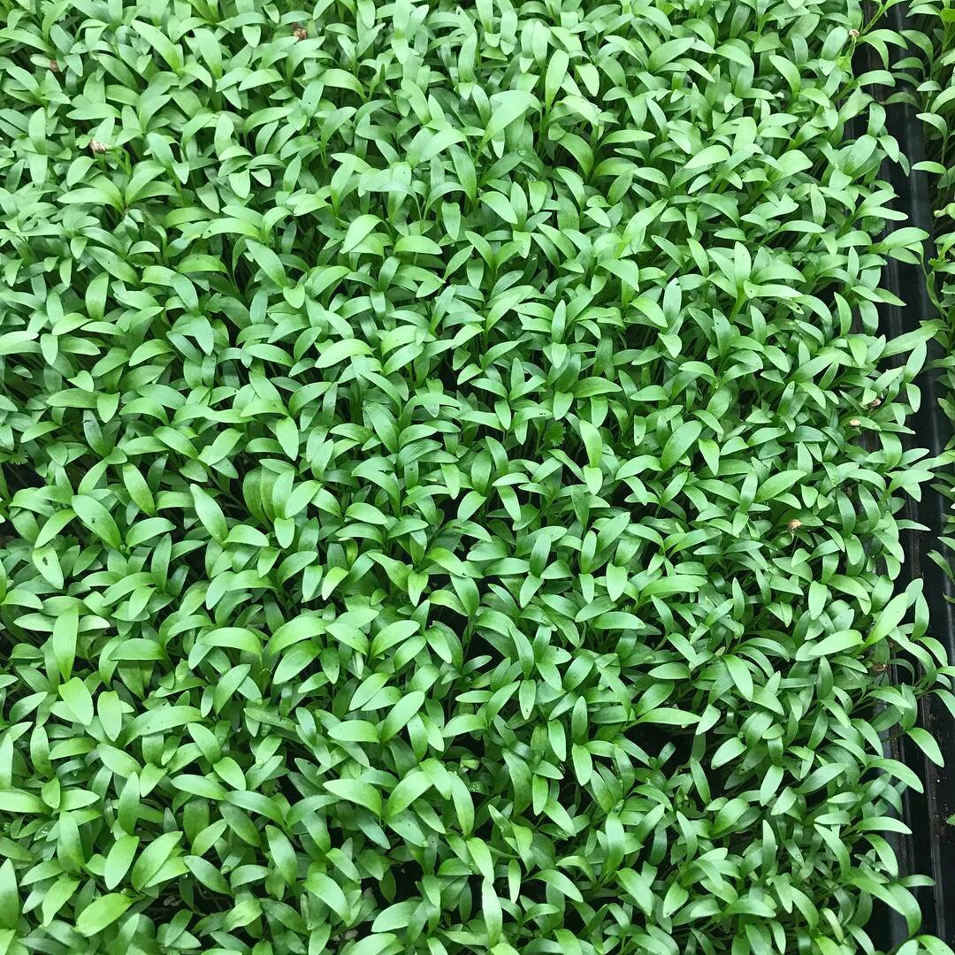 Micro cilantro is stunning in all stages. This flat is about a week from harvest. #roka #rokagrown #hydroponics #urbanfarm #urbanfarming #zipgrow #317 #indianagrown #micros #microgreens