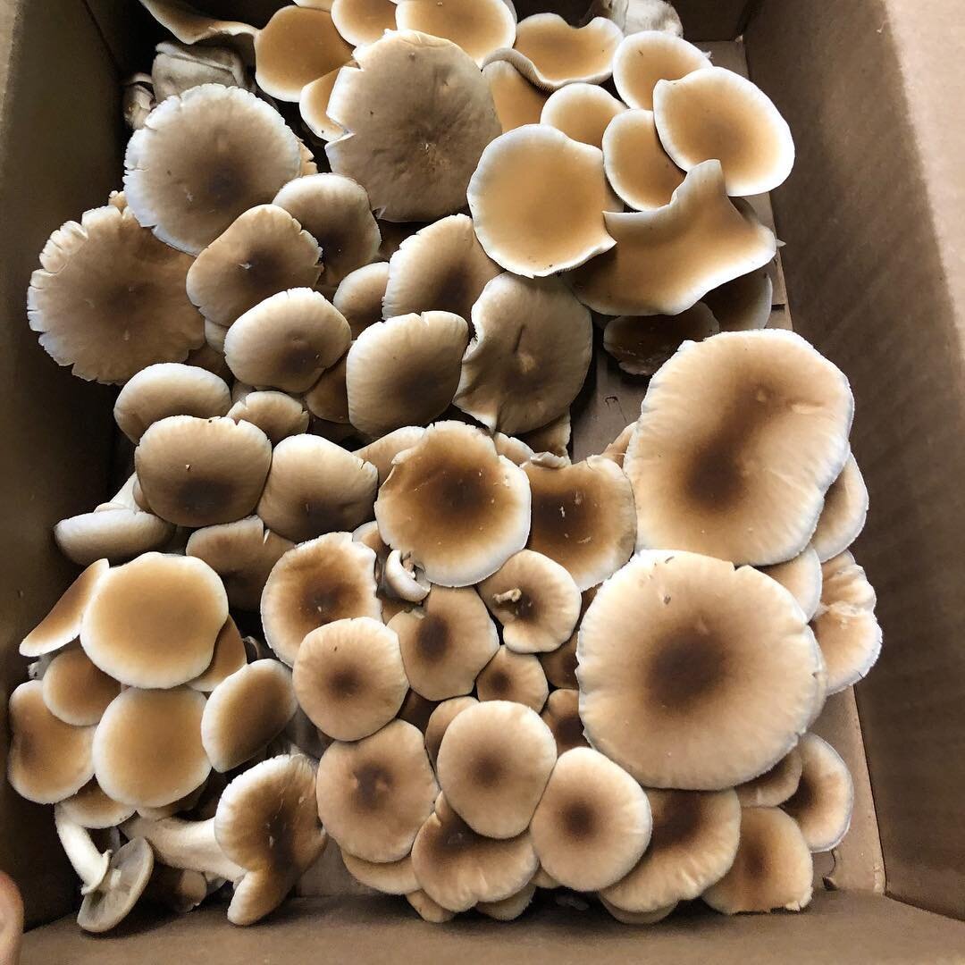 We had our first harvest of mushrooms today!  We will have fresh local Shiitake, White, Blue &amp; Yellow Oyster, Piopinno and Lion&rsquo;s Mane!!! Reach out if you are interested.