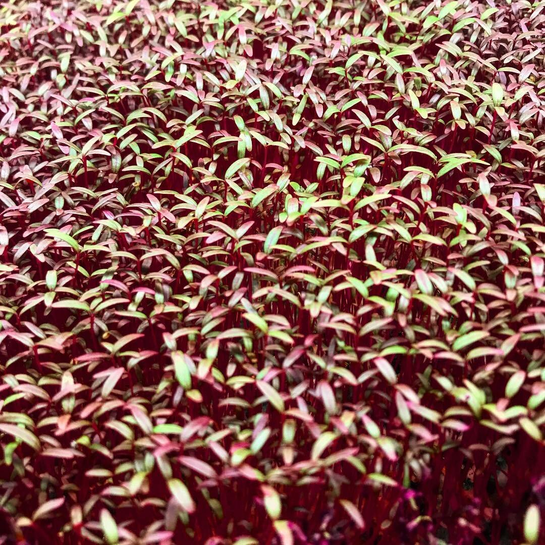 Amaranth is one of our most colorful micros. It&rsquo;s delicate size and taste really pop when on the plate.  #amaranth #micros #microgreens #hydroponics #urbanfarming #roka #rokafarms #rokagrown