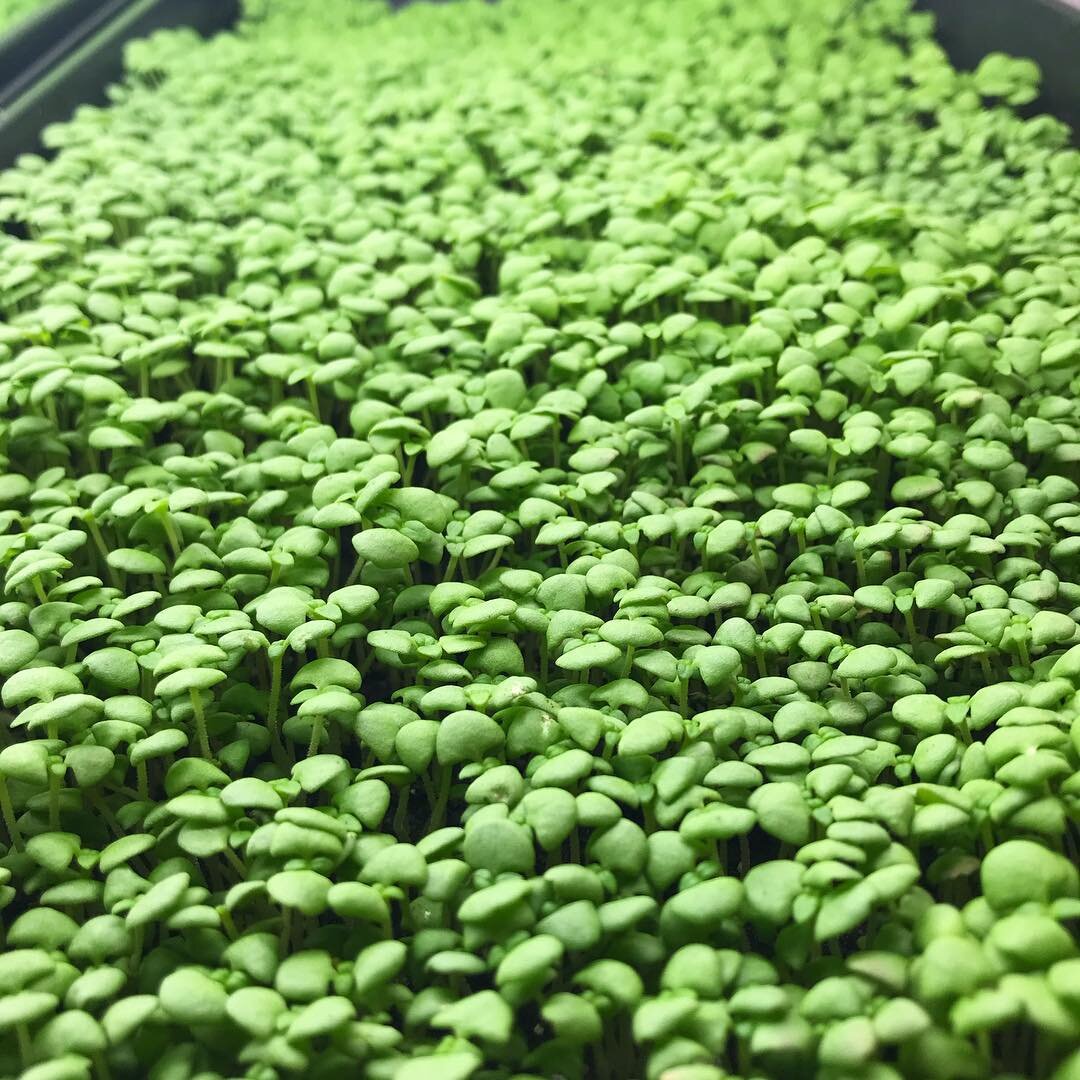 We grow basil in all sizes. This is a flat of lemon basil microgreens. They have a sweet citrus flavor and beautiful leaves. .  #basil #lemonbasil #indianagrown #hydroponicsystem #urbanfarming #roka #rokafarms #317 #indiana #hydro #microgreens #micro