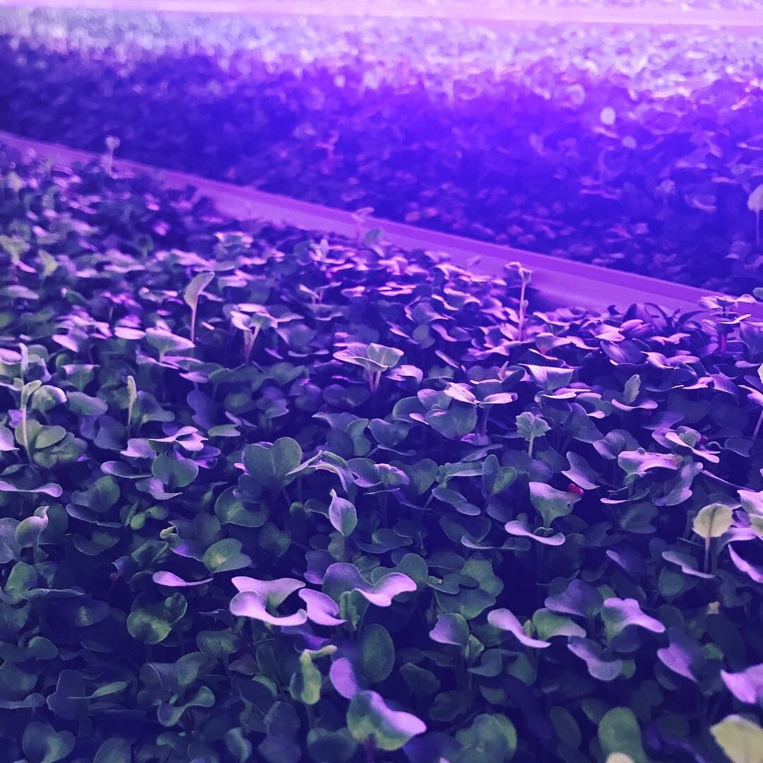 Microgreens are a great way to get nutrition into any meal. Not to mention they&rsquo;re delicious 😋  #microgreens #micros #urbanfarming #indianagrown #roka #rokafarms #urbanag #cea #verticalfarming #cropking #microgreen