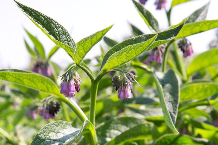 Comfrey picture.jpeg