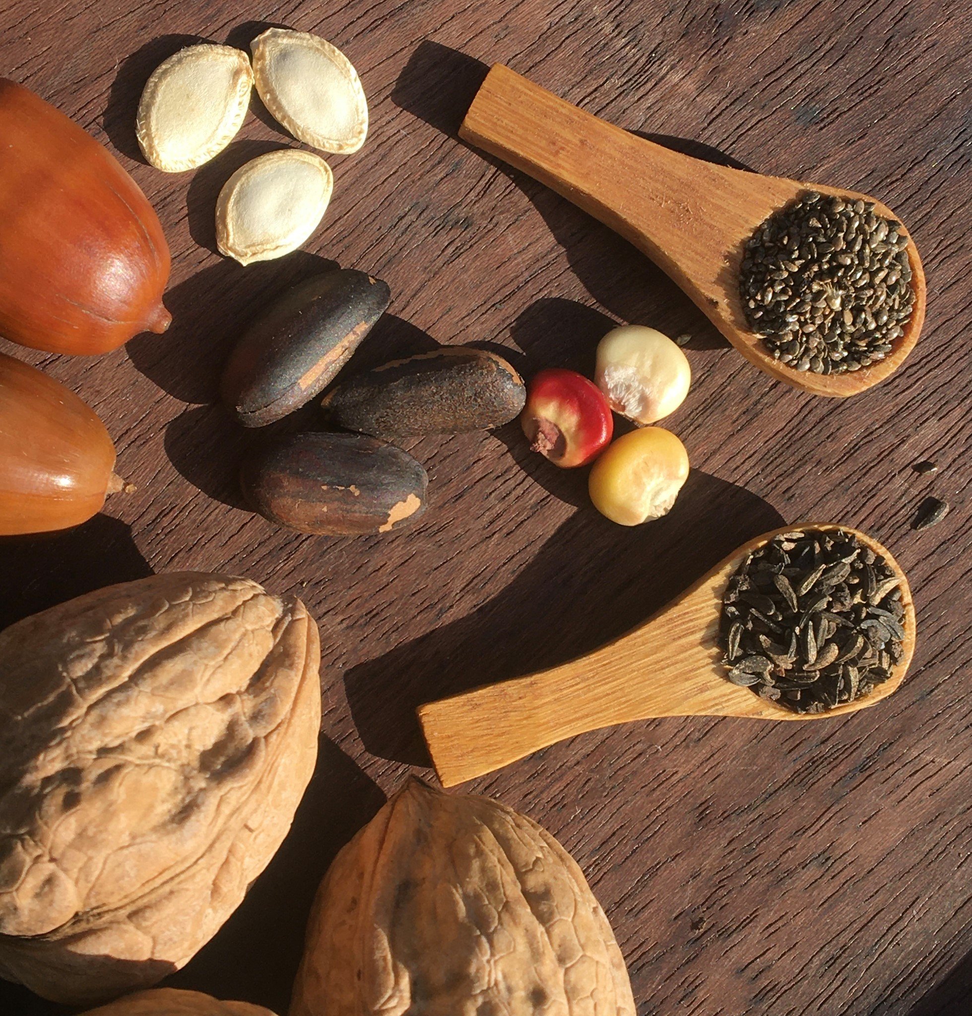 Tarweed seeds, chia, corn, walnuts, pine nuts, squash seeds &amp; acorns 