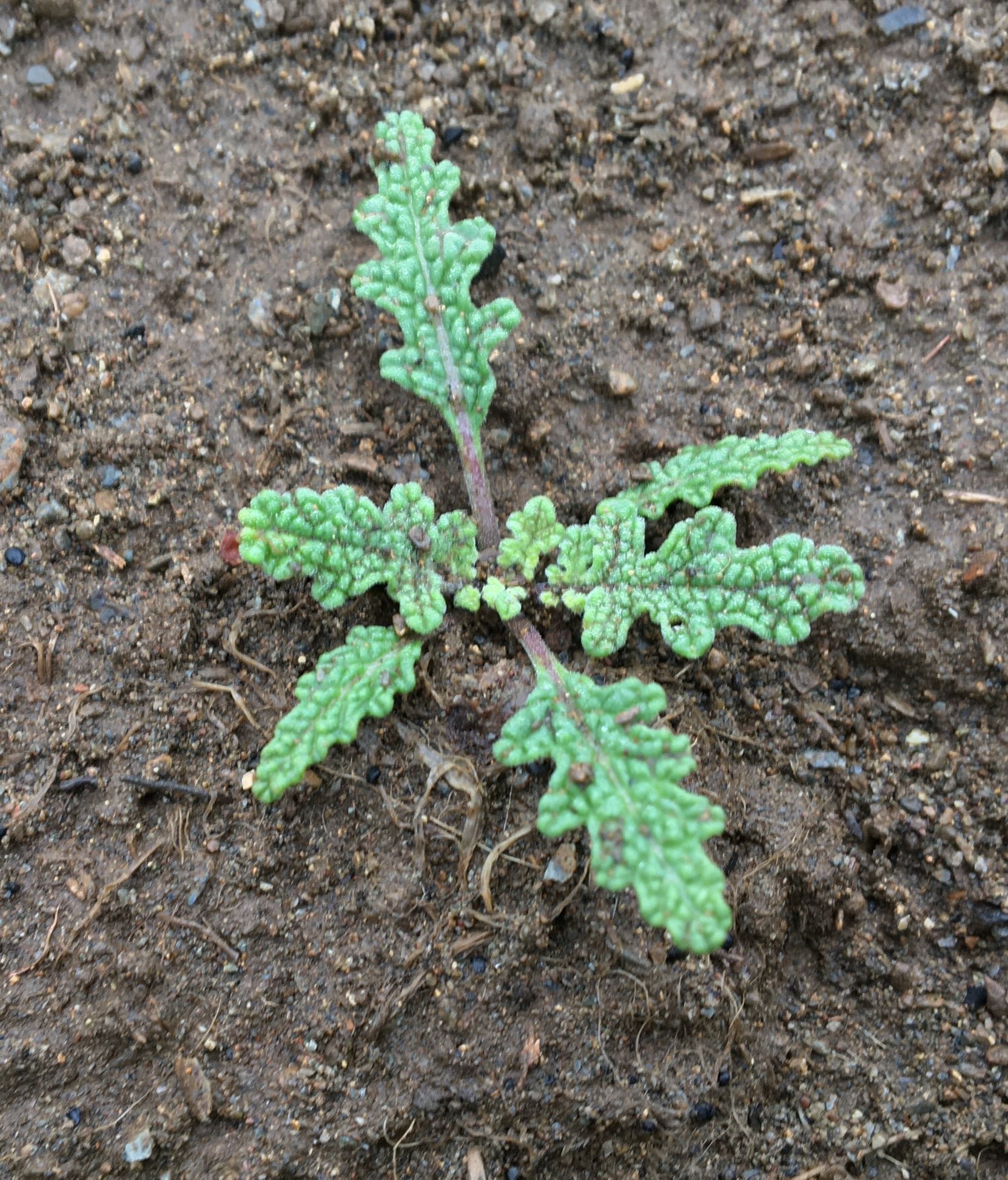 California golden chia seedling ~ Salvia columbariae