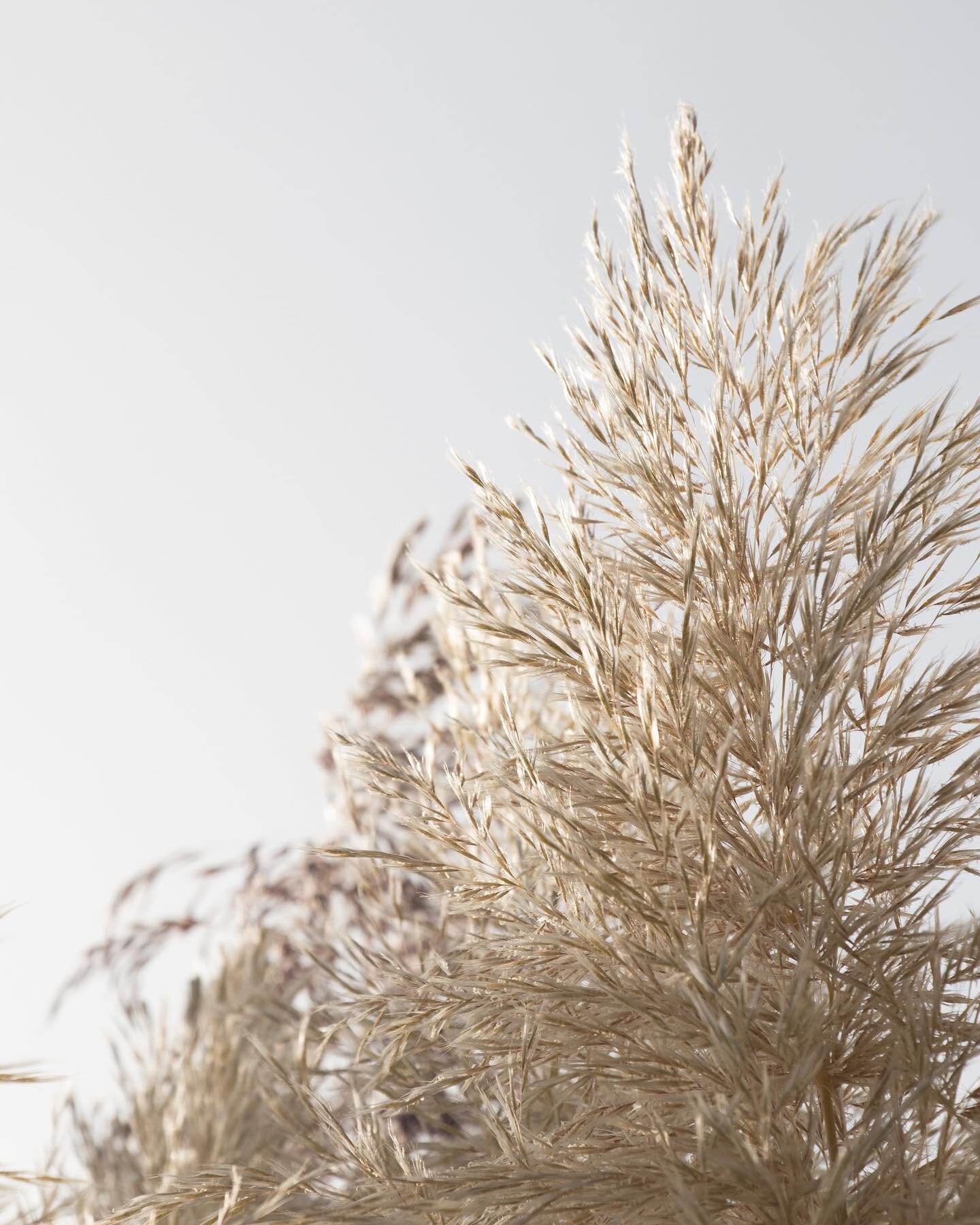 Where does city escapism lead you?
Scent 32 - Sandalwood
 
#SANTS #bodycare #handsoap #handwash #moodshots #sensualcreativity #sandalwood #cityescapism #nature