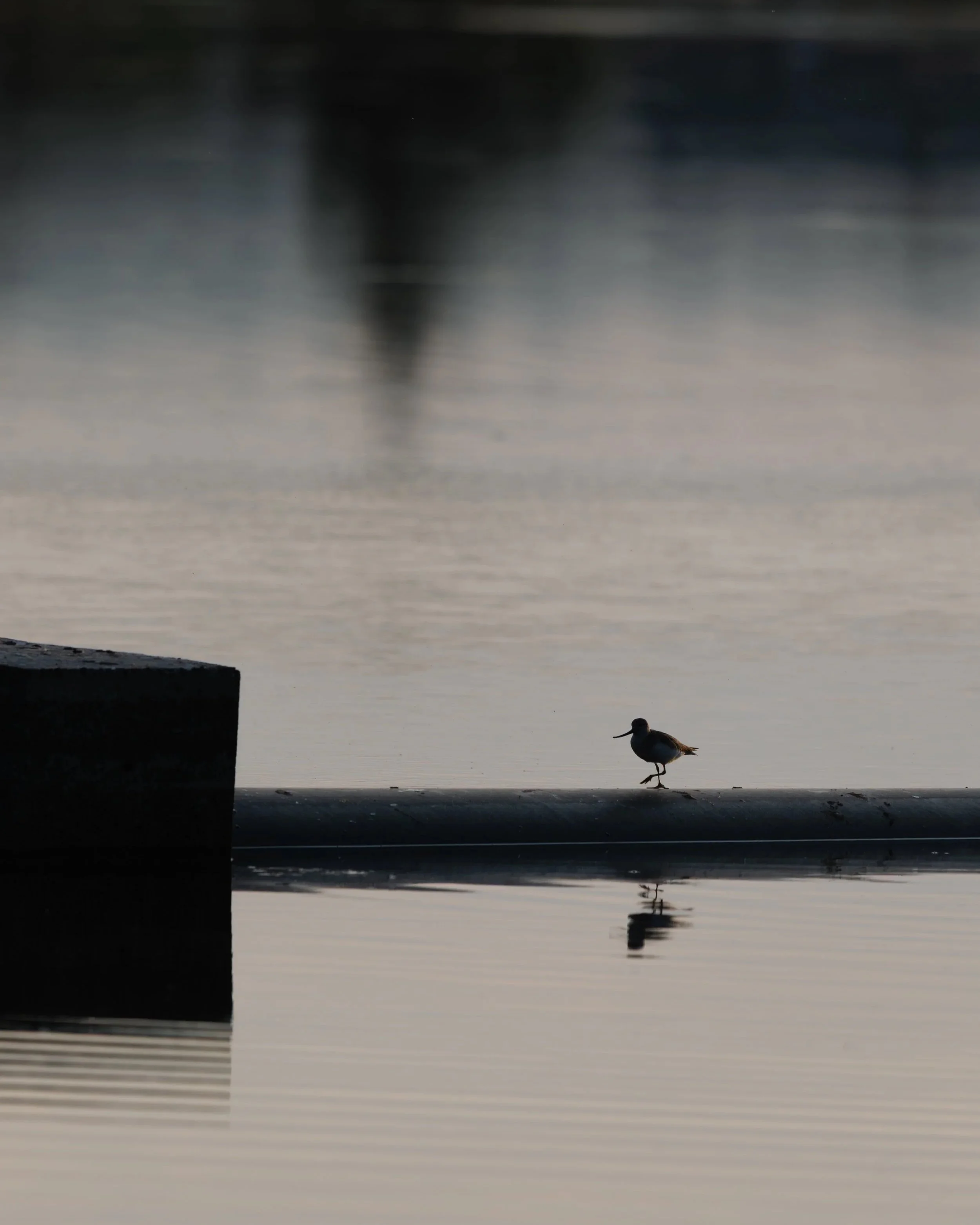The Terek Sandpiper