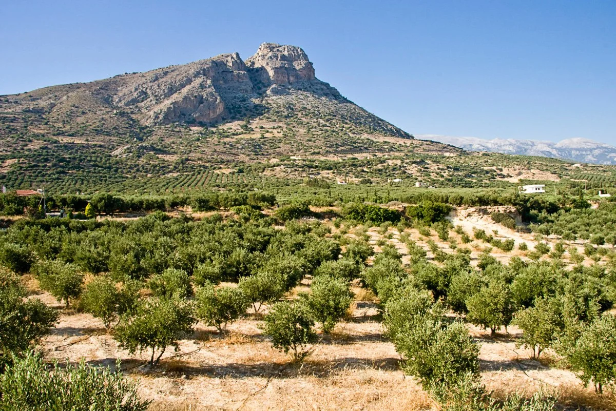 So what is Extra Virgin Olive Oil (EVOO)?