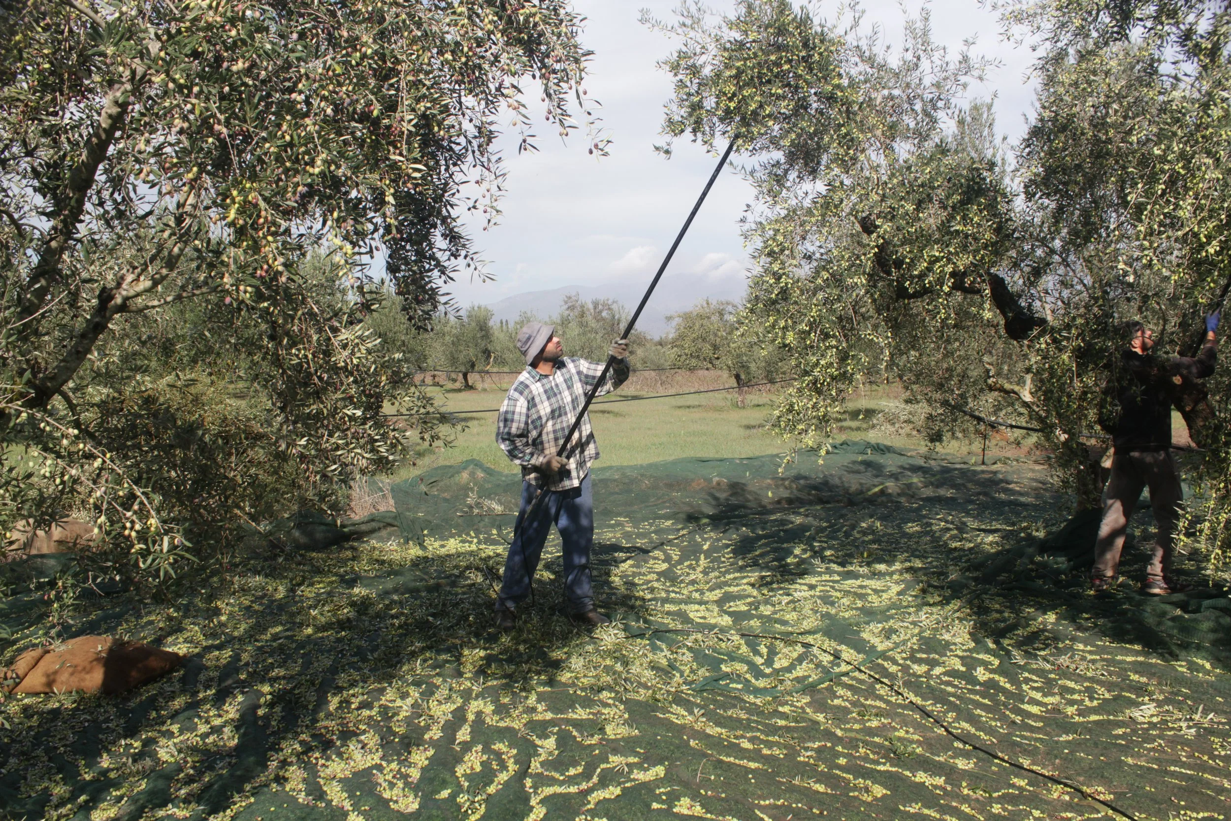 What Happens During an Olive Oil Harvest?