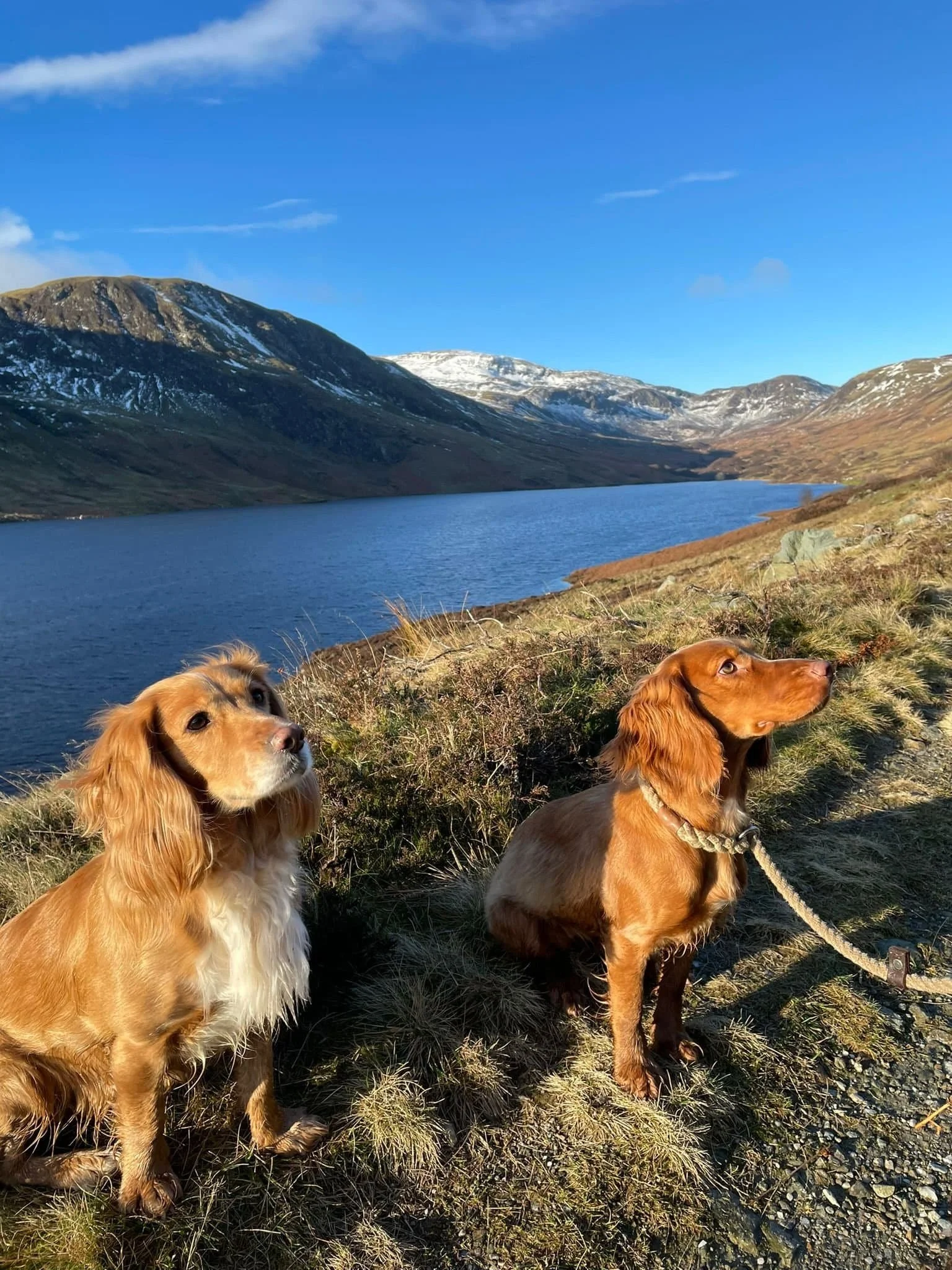 Two dogs sitting on a grassy patch near a lake surrounded by mountains, under a clear blue sky.