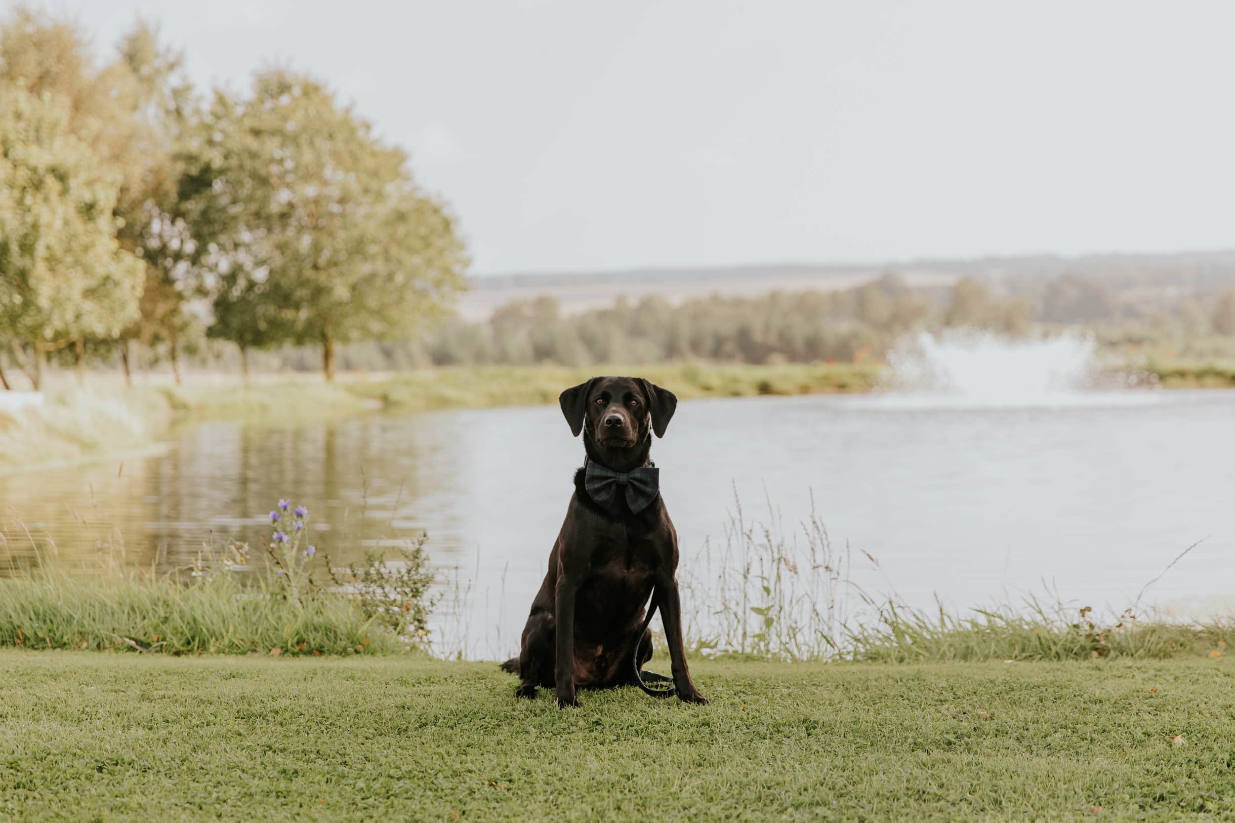 A black dog with a bowtie sitting on grass in front of a river with trees and a fountain in the background.
