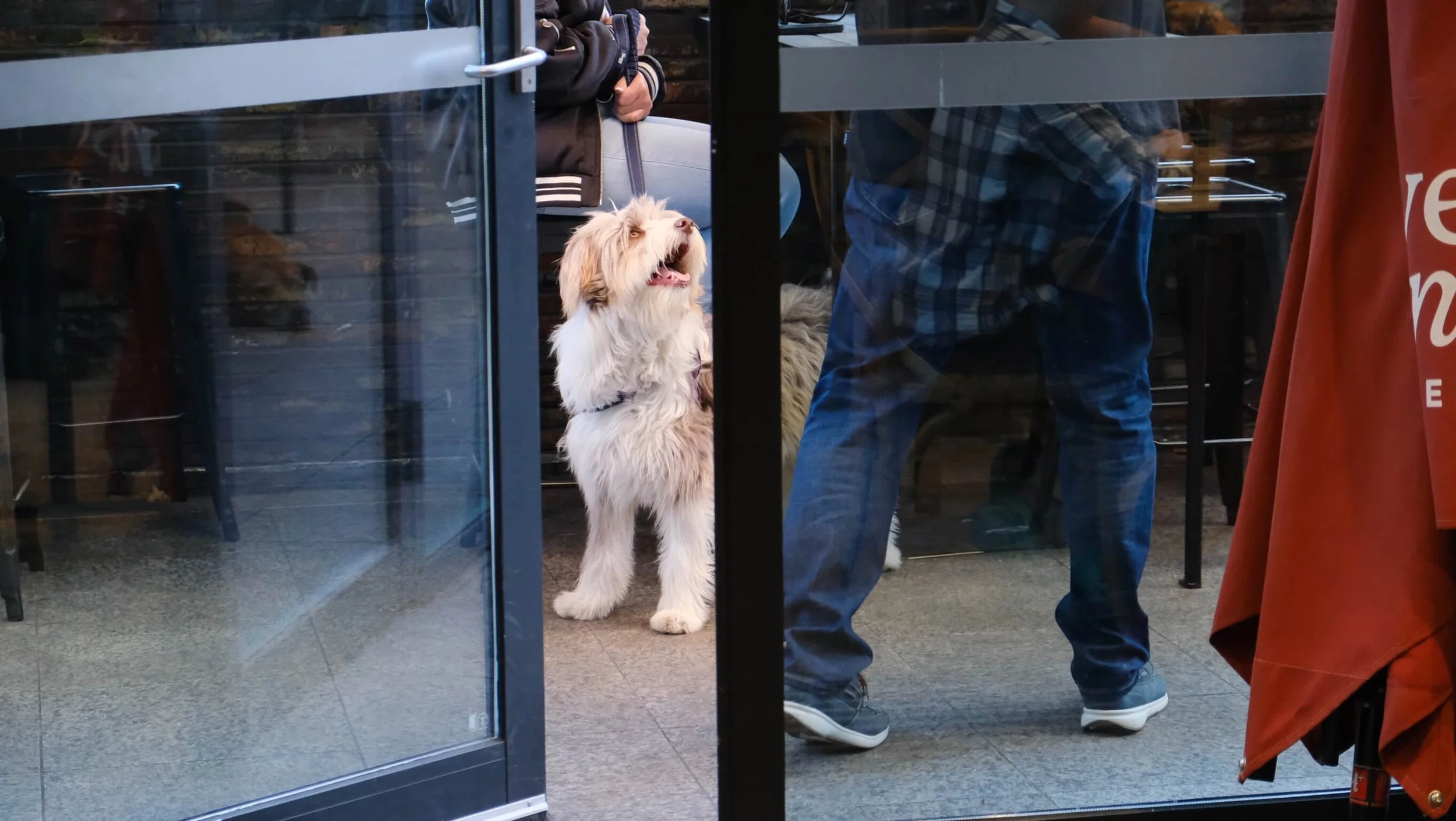 dog-friendly-cafe-wollongong-utopia.JPG