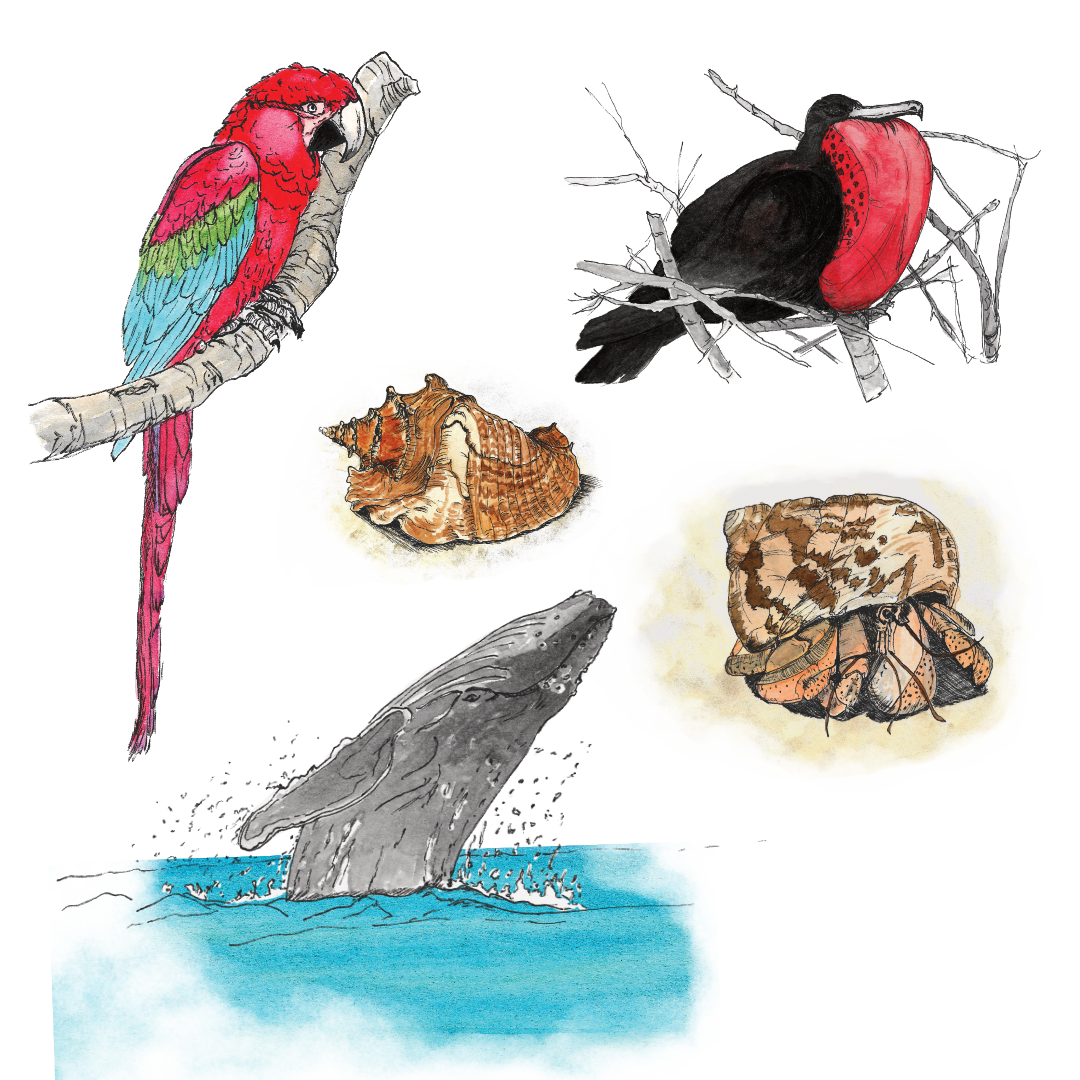 Collection of ink and watercolour illustrations of wildlife found in the Caribbean