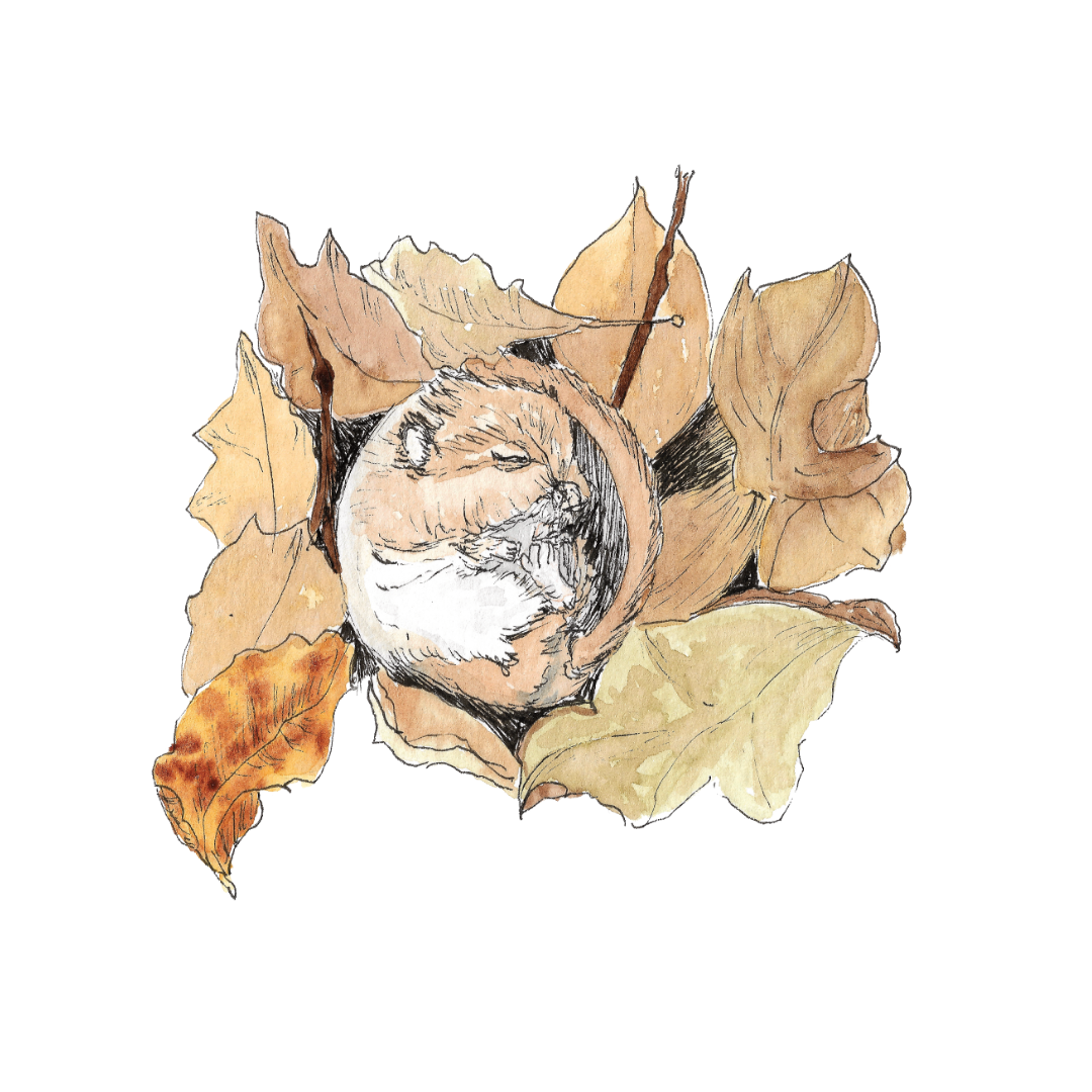 Dormouse - watercolour and ink