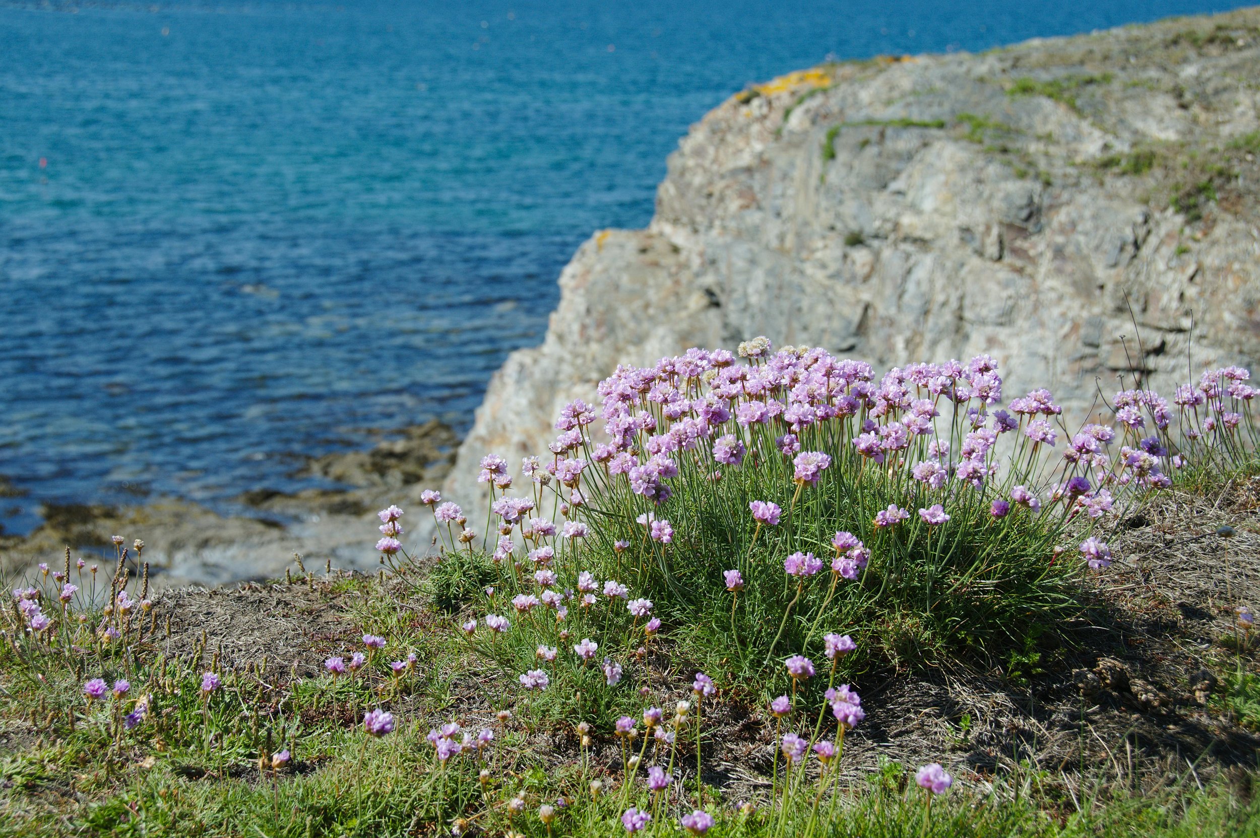 Green Sketch Club: Coast | Sunday 19th July | Greenses Haven Car Park | £25