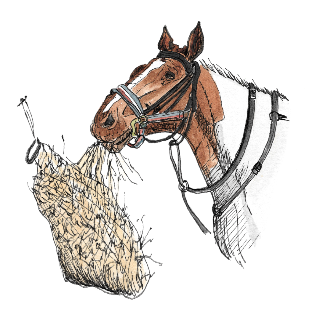 Watercolour illustration of the head of a horse eating hay (Berwick Riding of the Bounds)