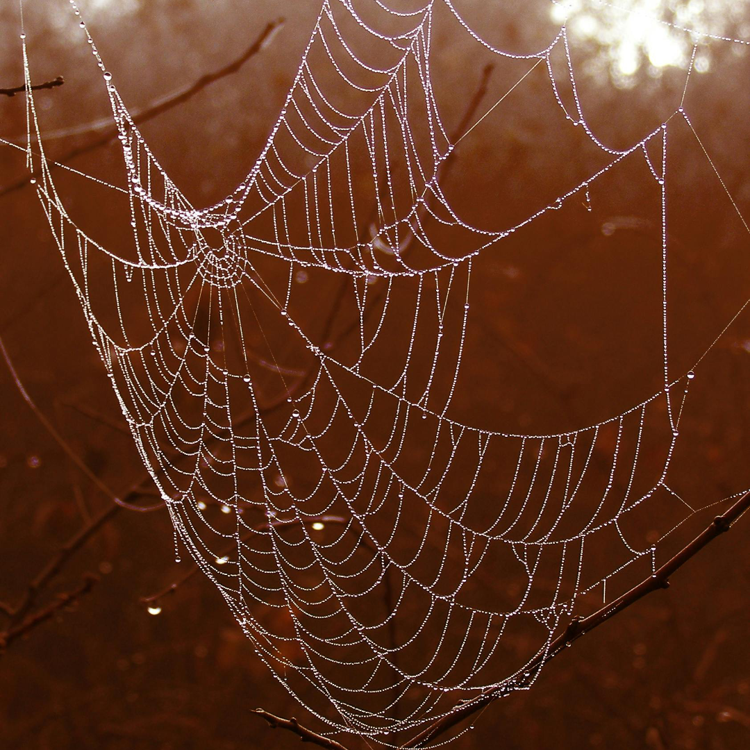 Spiderweb.png