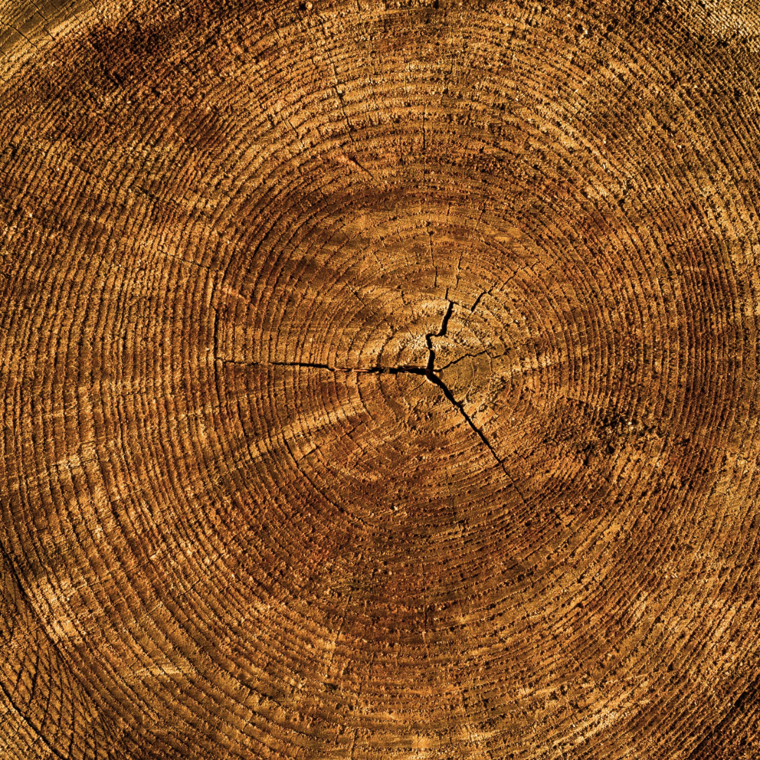 Tree rings.png