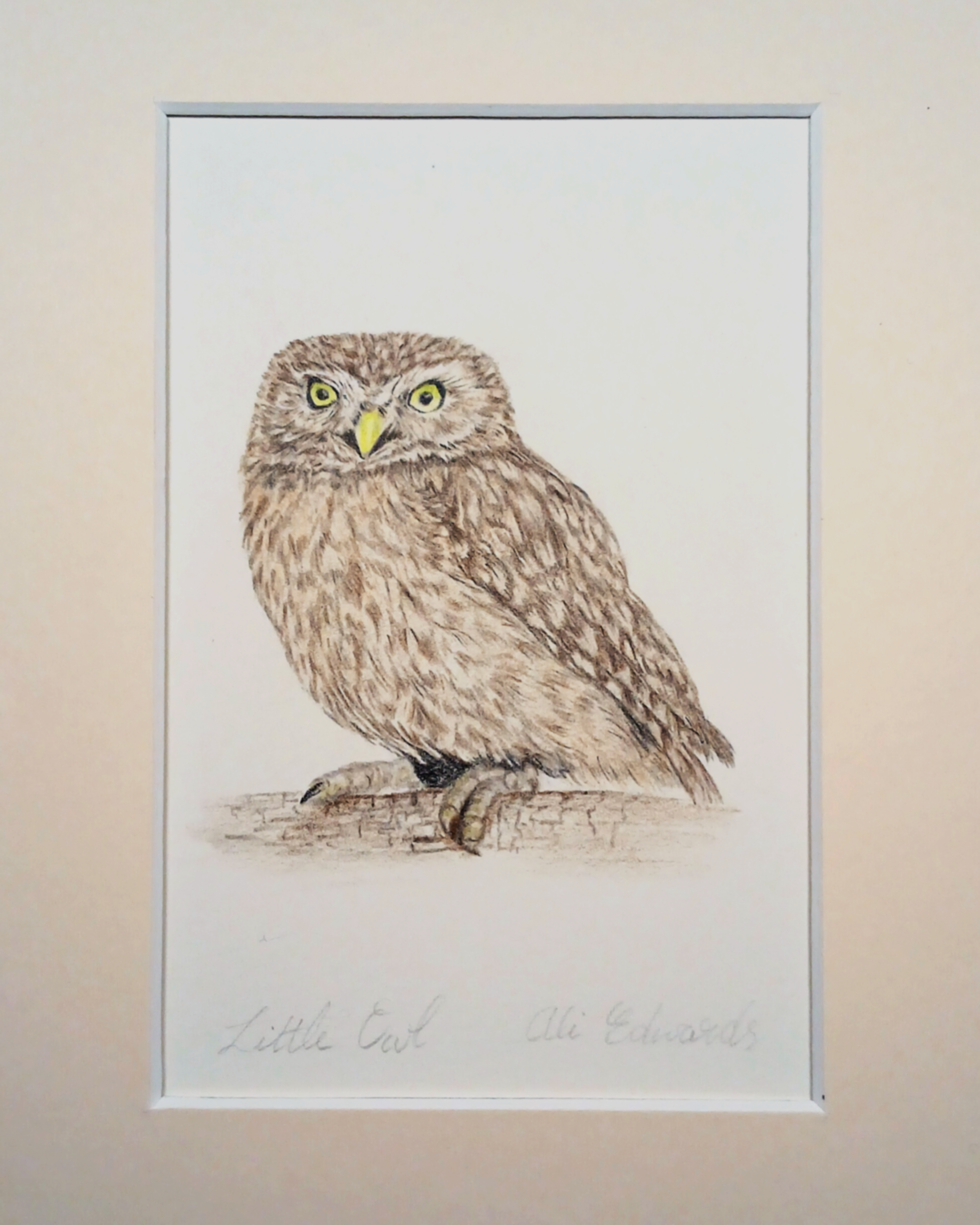 Bonny Snowdon_Little Owl.png
