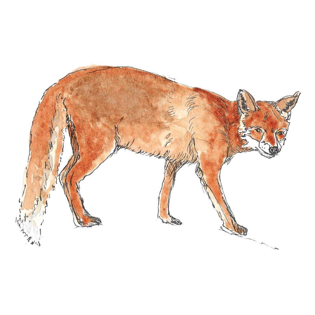 Fox - watercolour and ink