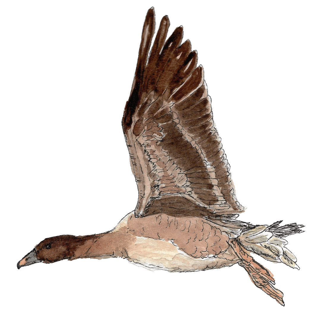 pink-footed goose_web.png