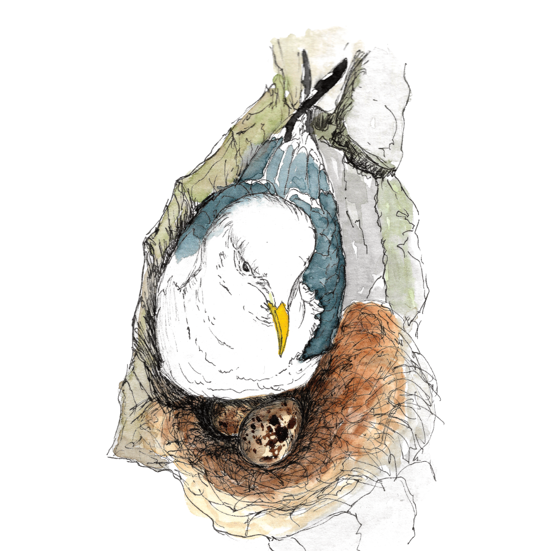 Kittiwake_web.png