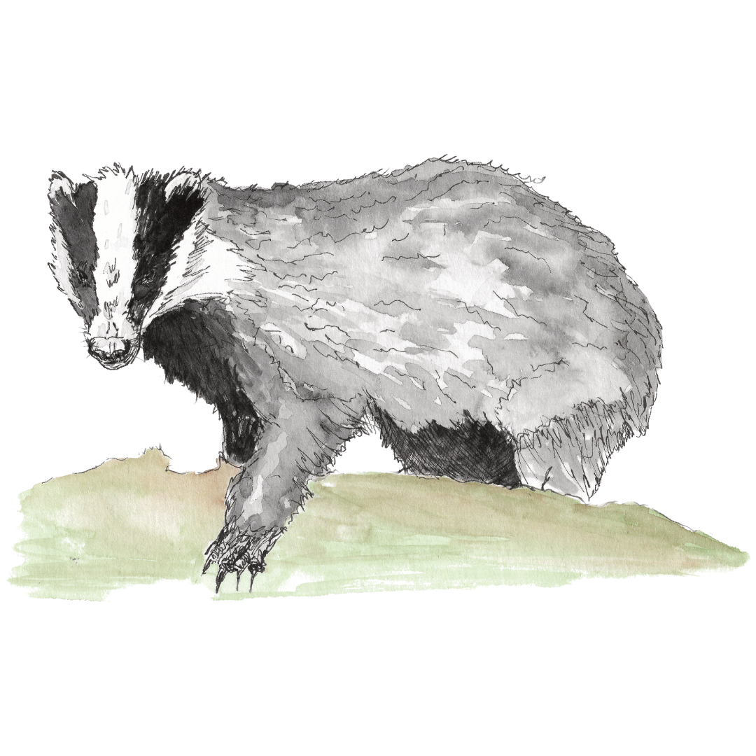 Badger - watercolour and ink