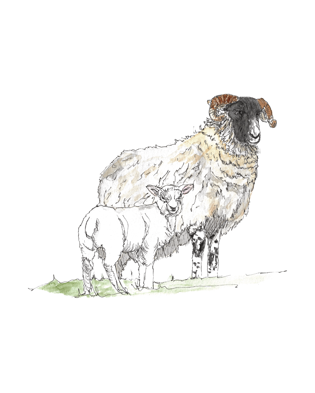 Swaledale sheep and lamb - ink and watercolour