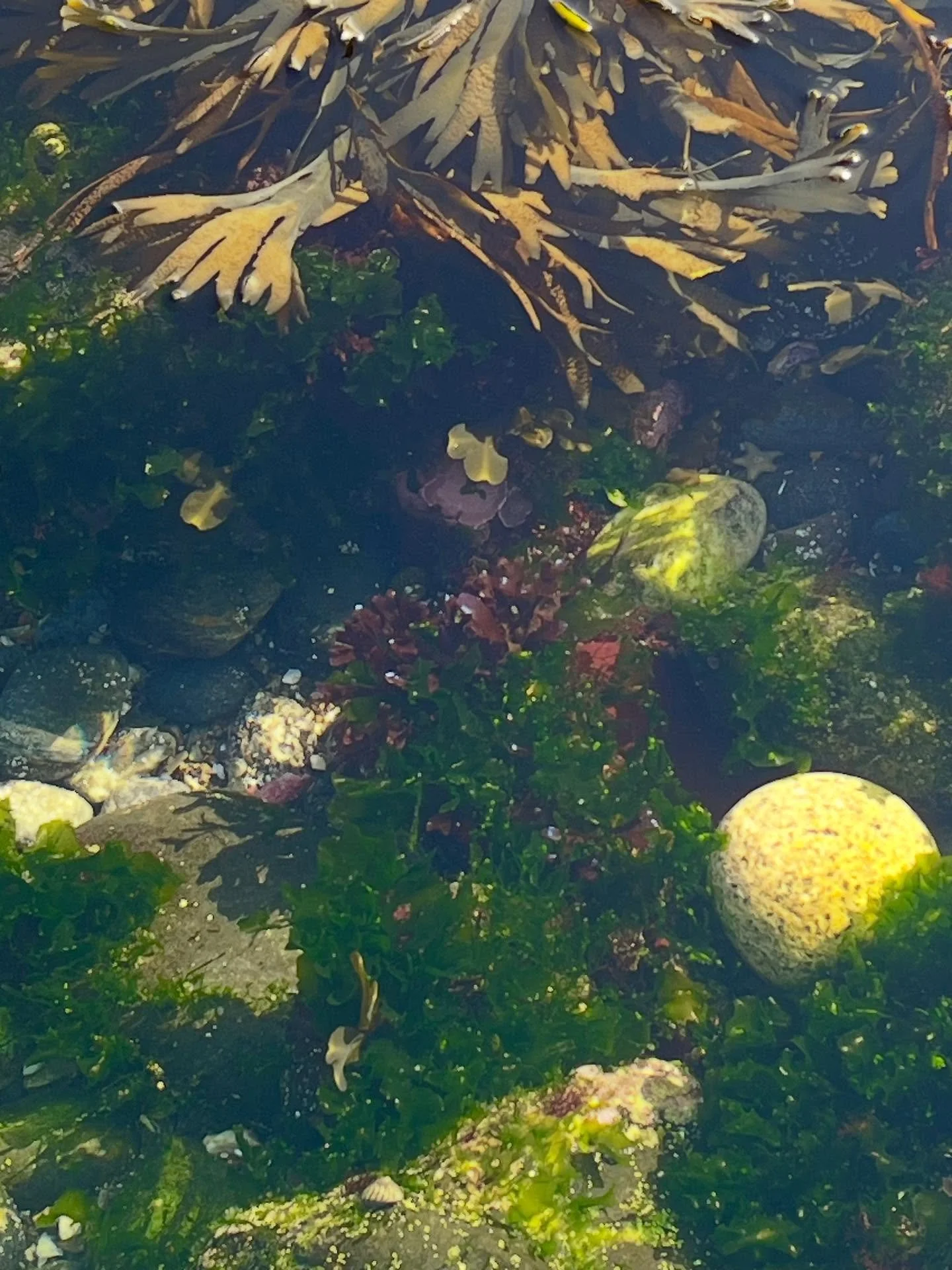 Beautiful sunny day and the rock pools at low tide exquisite.  @sarahbwestcott found an extraordinary creature.  A Sea Hare.  It eats seaweed, and moves purposefully around its pool grazing/browsing?  A beautiful frilled mantle covers an internal she