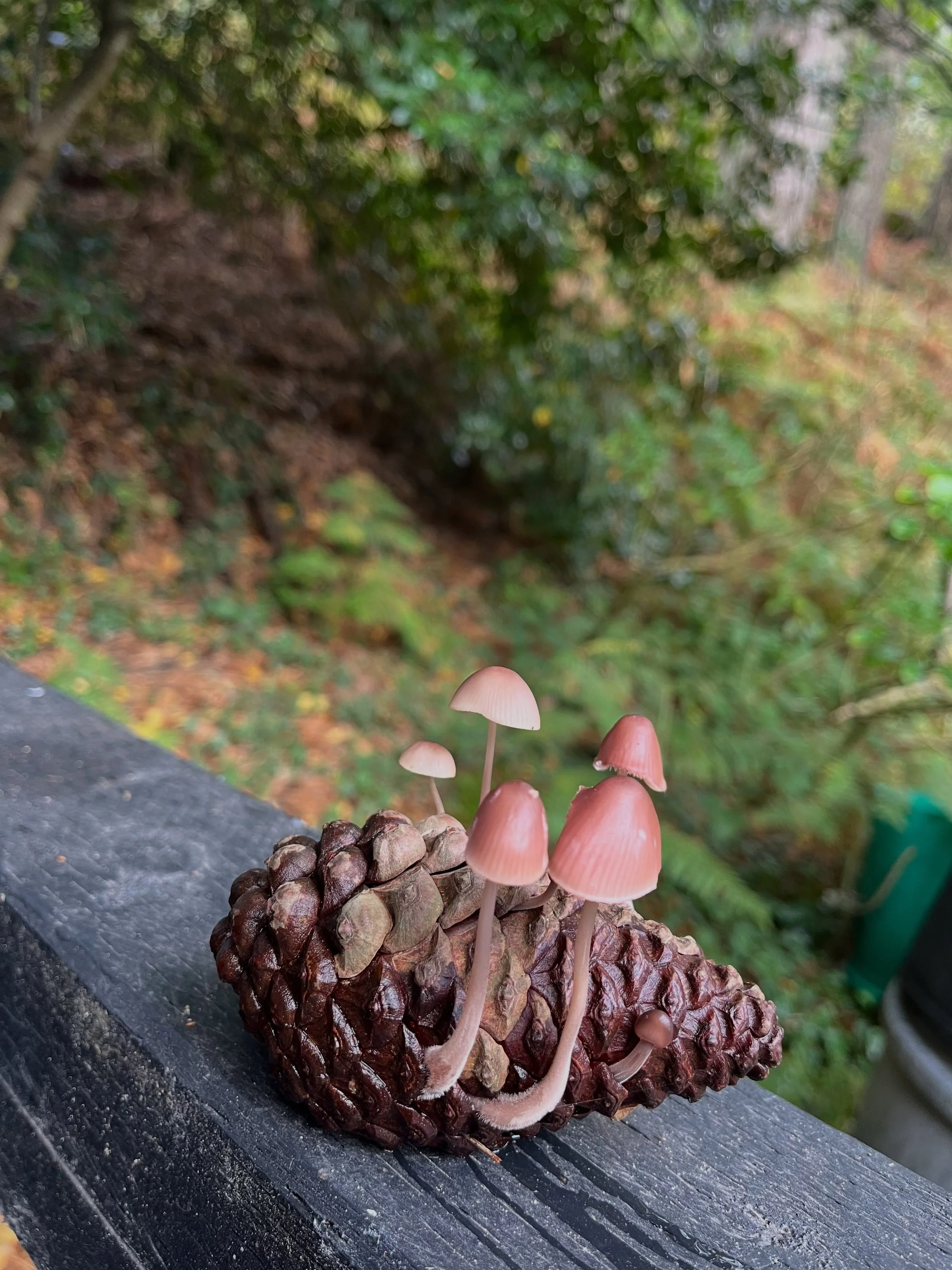 never seen this before, myceria purpureofusca (i looked it up) in a conifer wood obvs.  then slimy brilliant white porcelain fungus on beech.  and ivy thickly covered with a very fine brown powder, was it spores from the bracket fungus?  i could see 