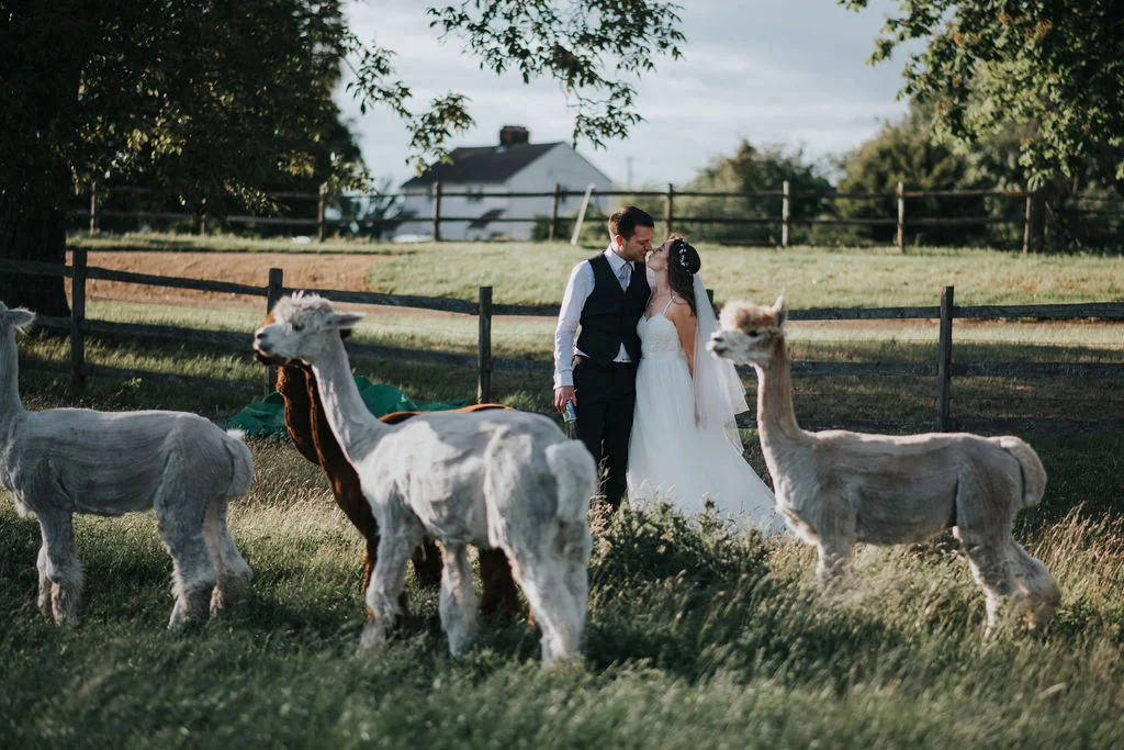 Real Wedding: Love is Wild - Alpacas &amp; Caterpillars on an Essex Vineyard