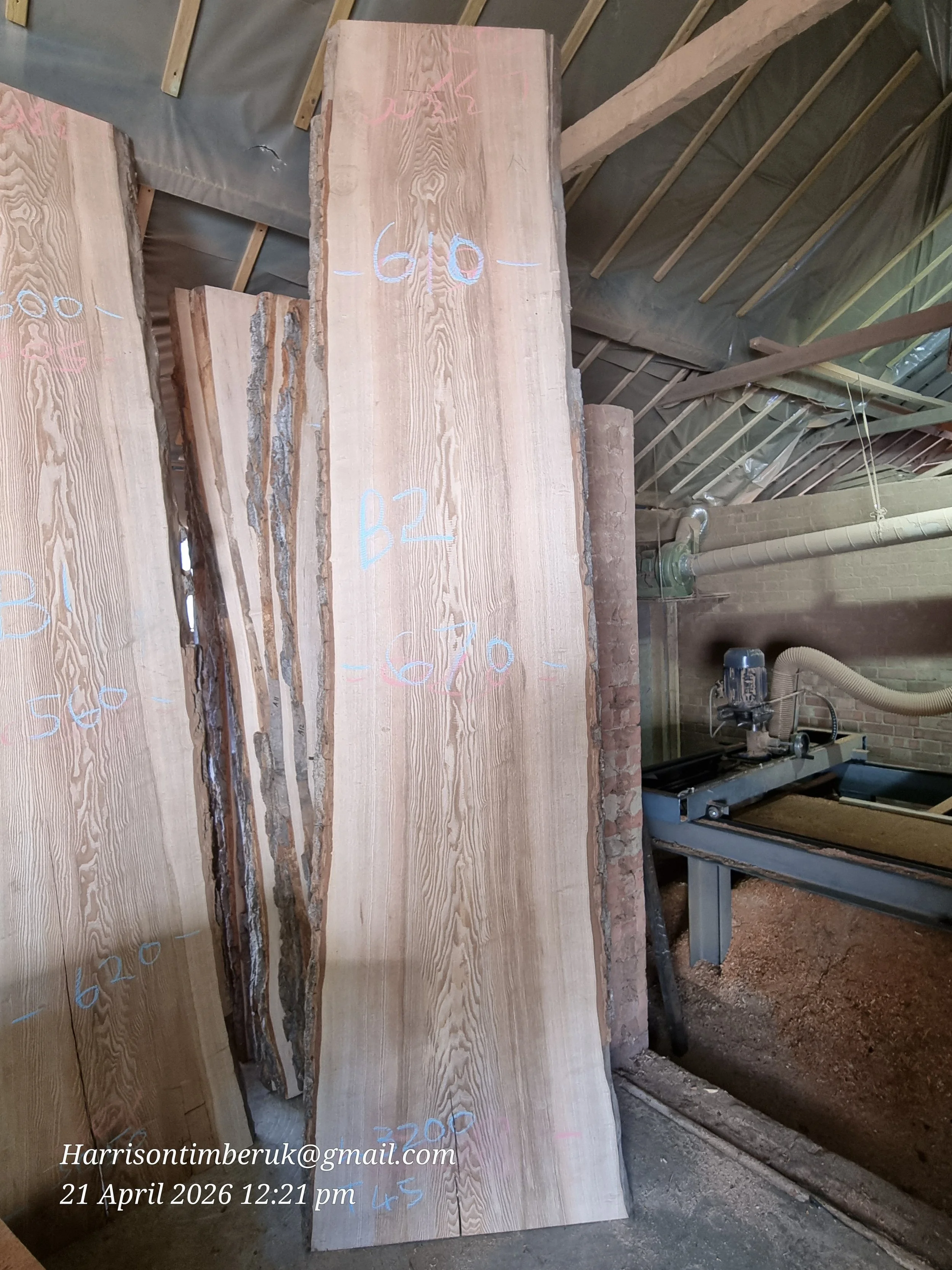 Olive ash B2.jpg (Copy)