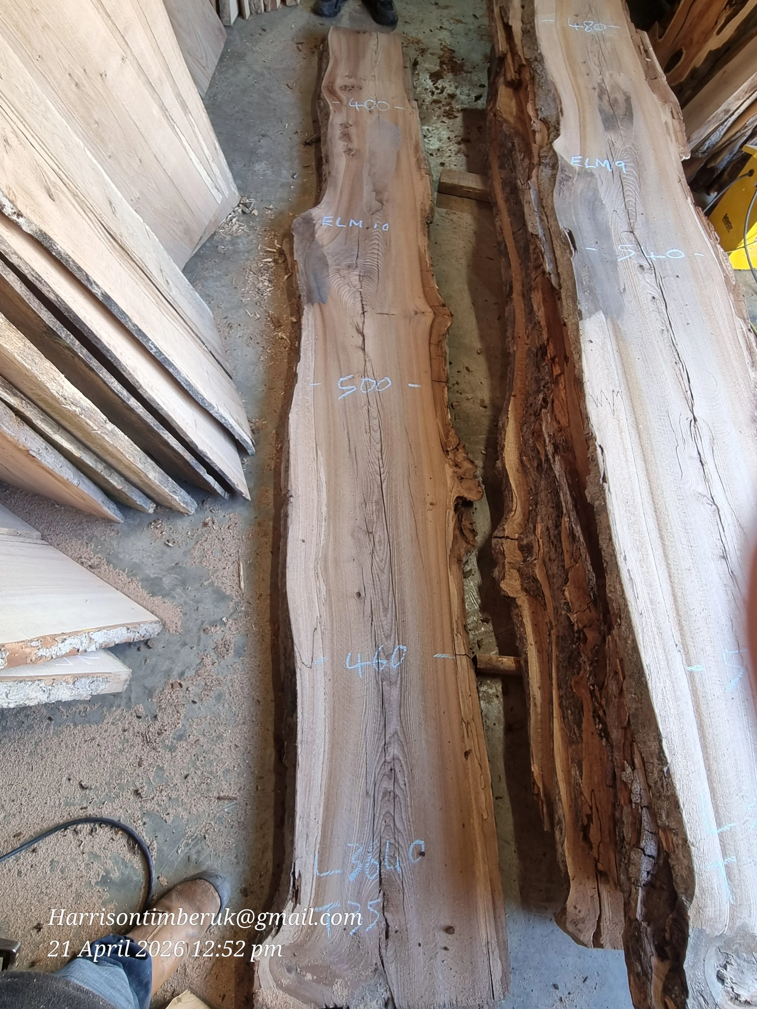 Elm (8).jpg