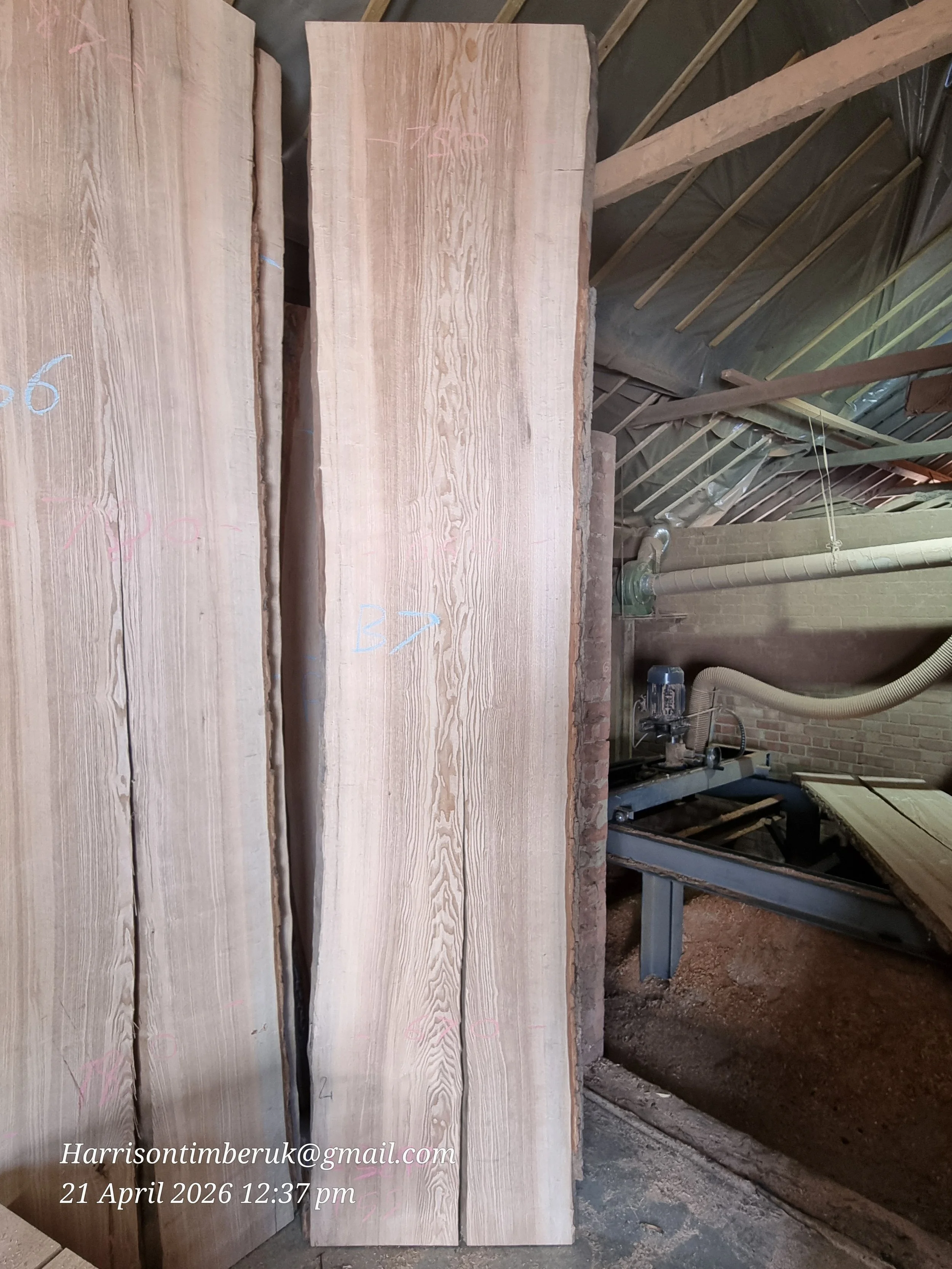 Olive ash B7.jpg (Copy)