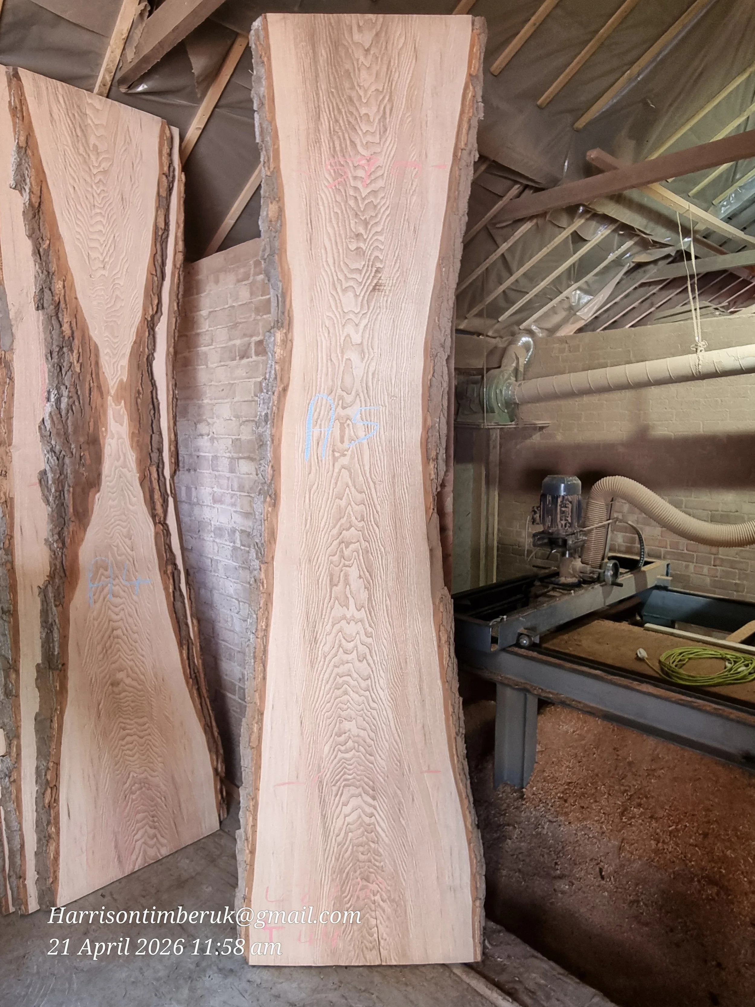 Olive ash A5.jpg