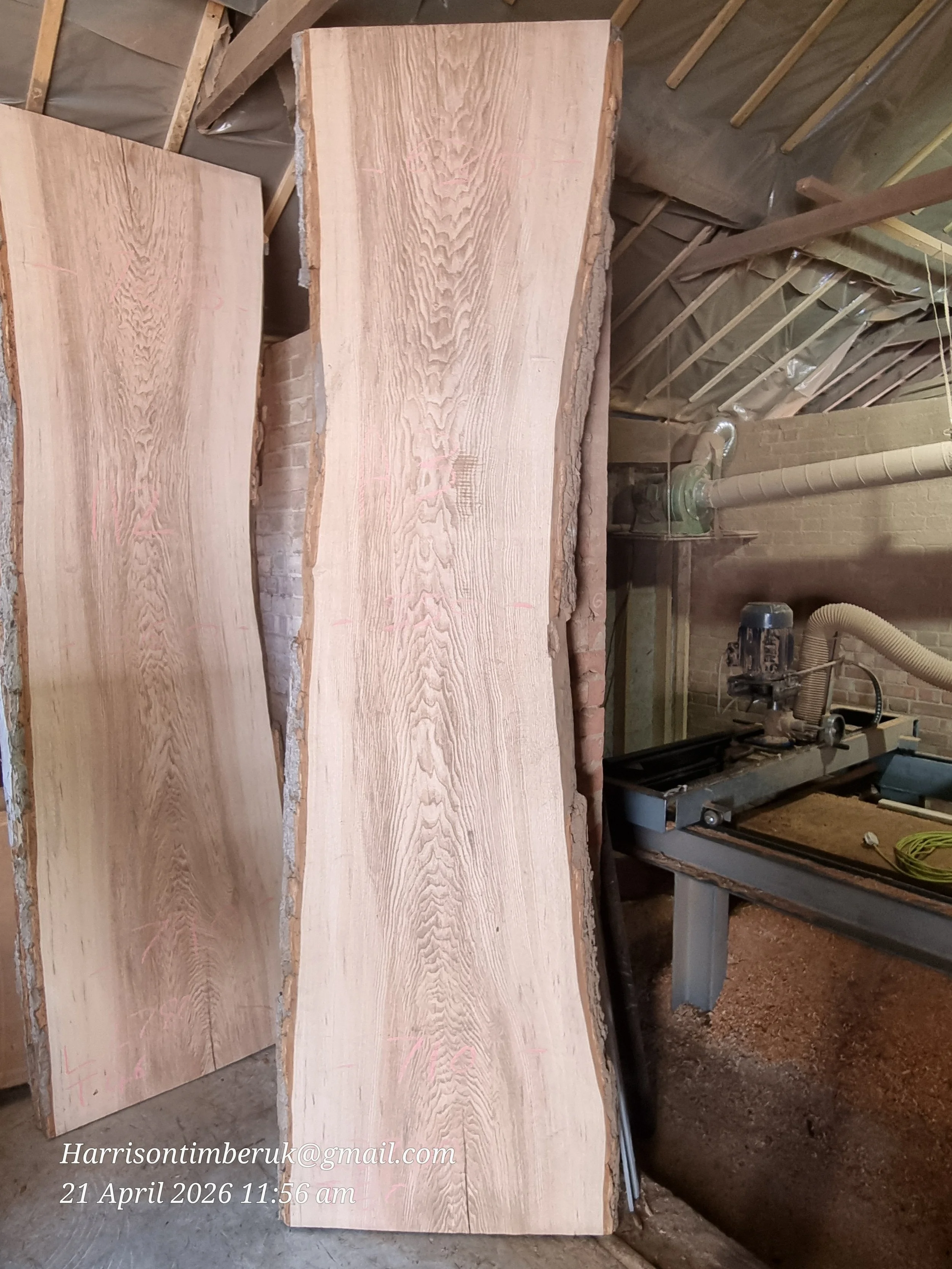 Olive ash A3.jpg