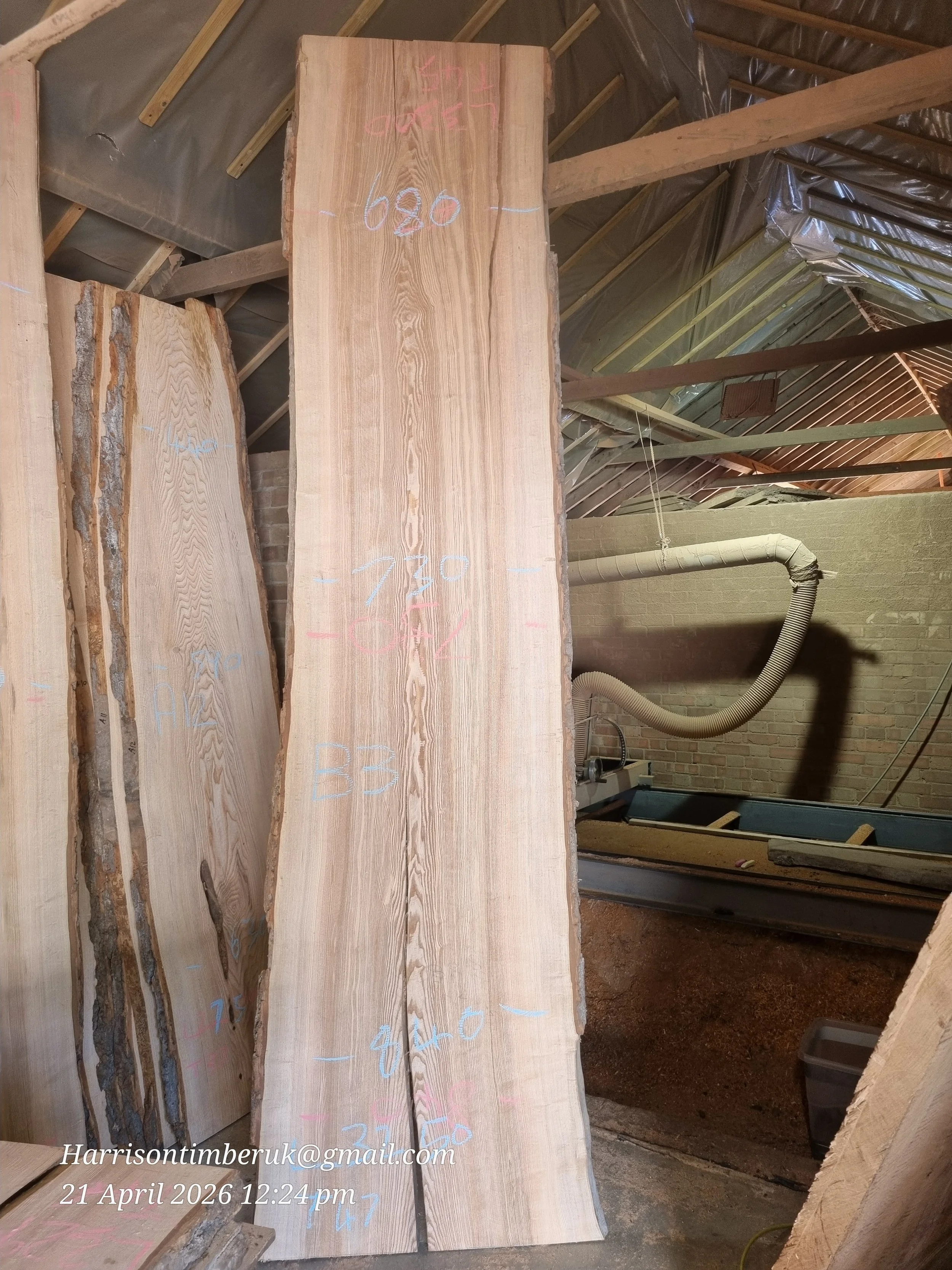 Olive ash B3.jpg (Copy)